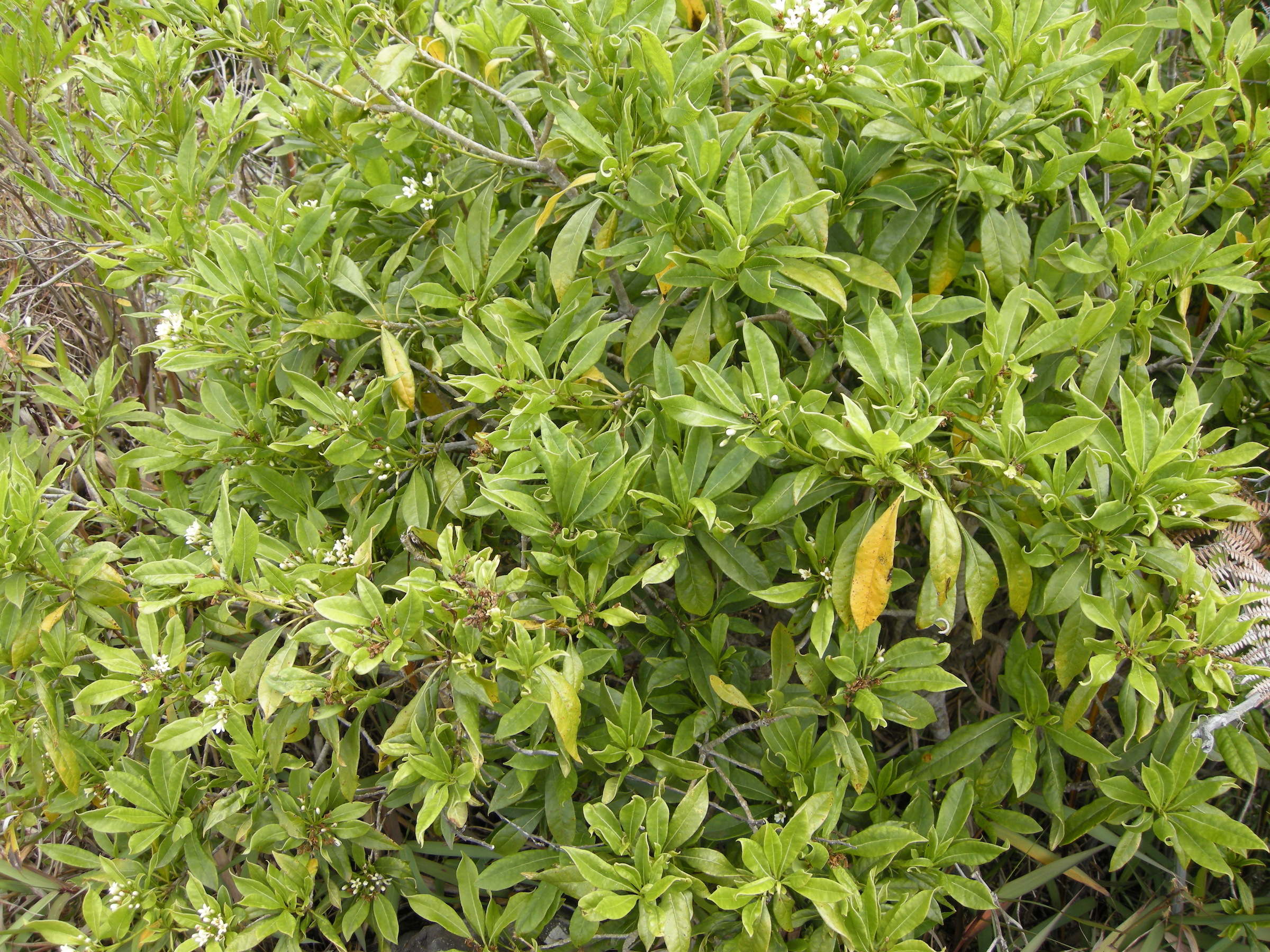 pittosporum_senacia_reticulatum1md