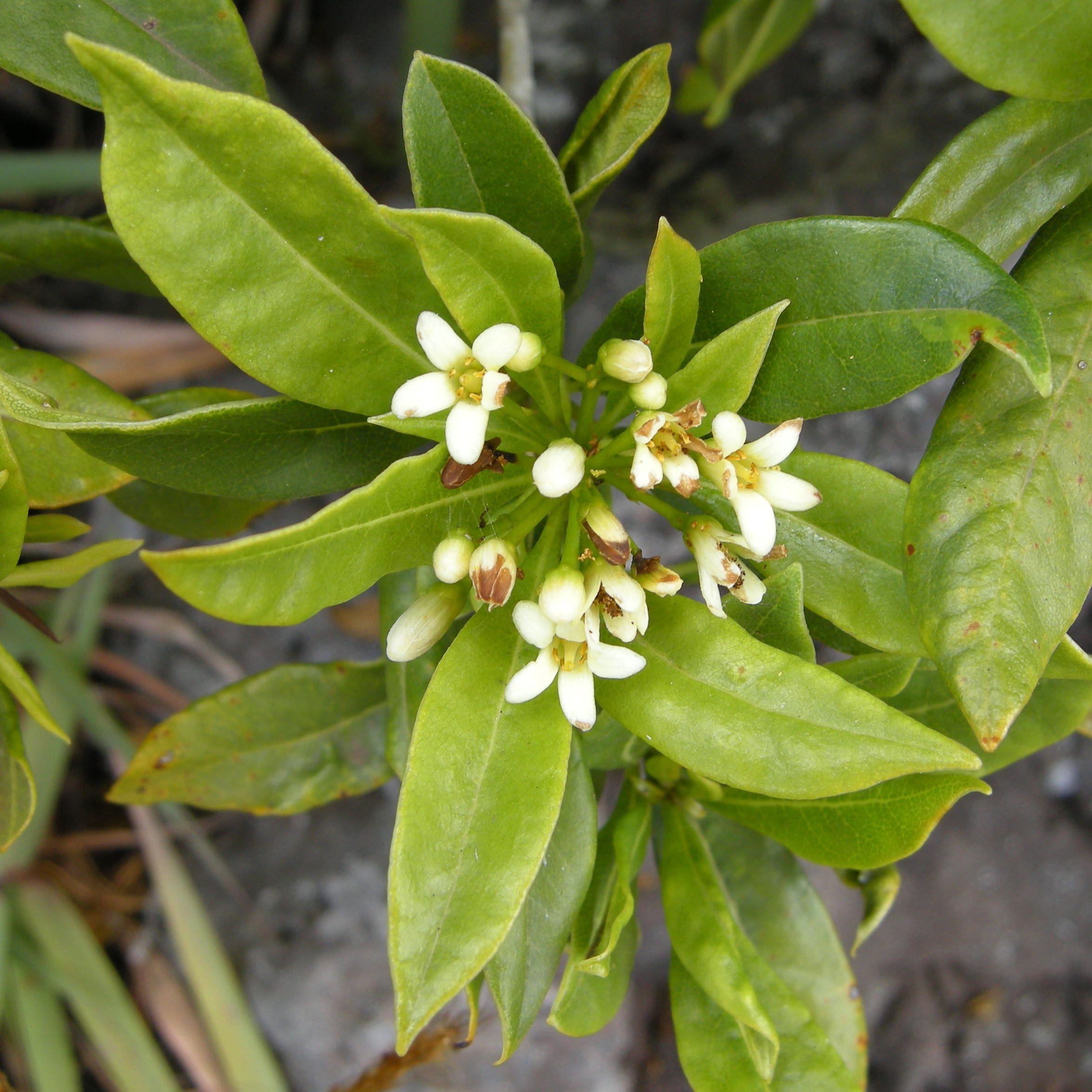 pittosporum_senacia_reticulatum2md