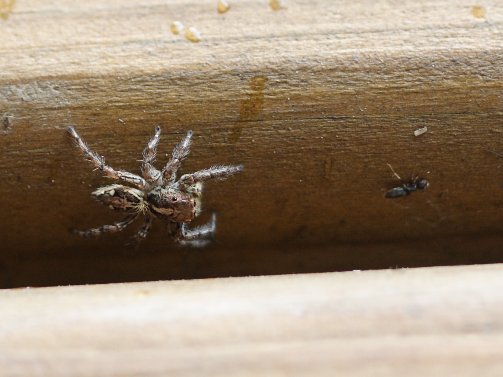 Afficher le média plexippus_paykulli1md plexippus_paykulli1md