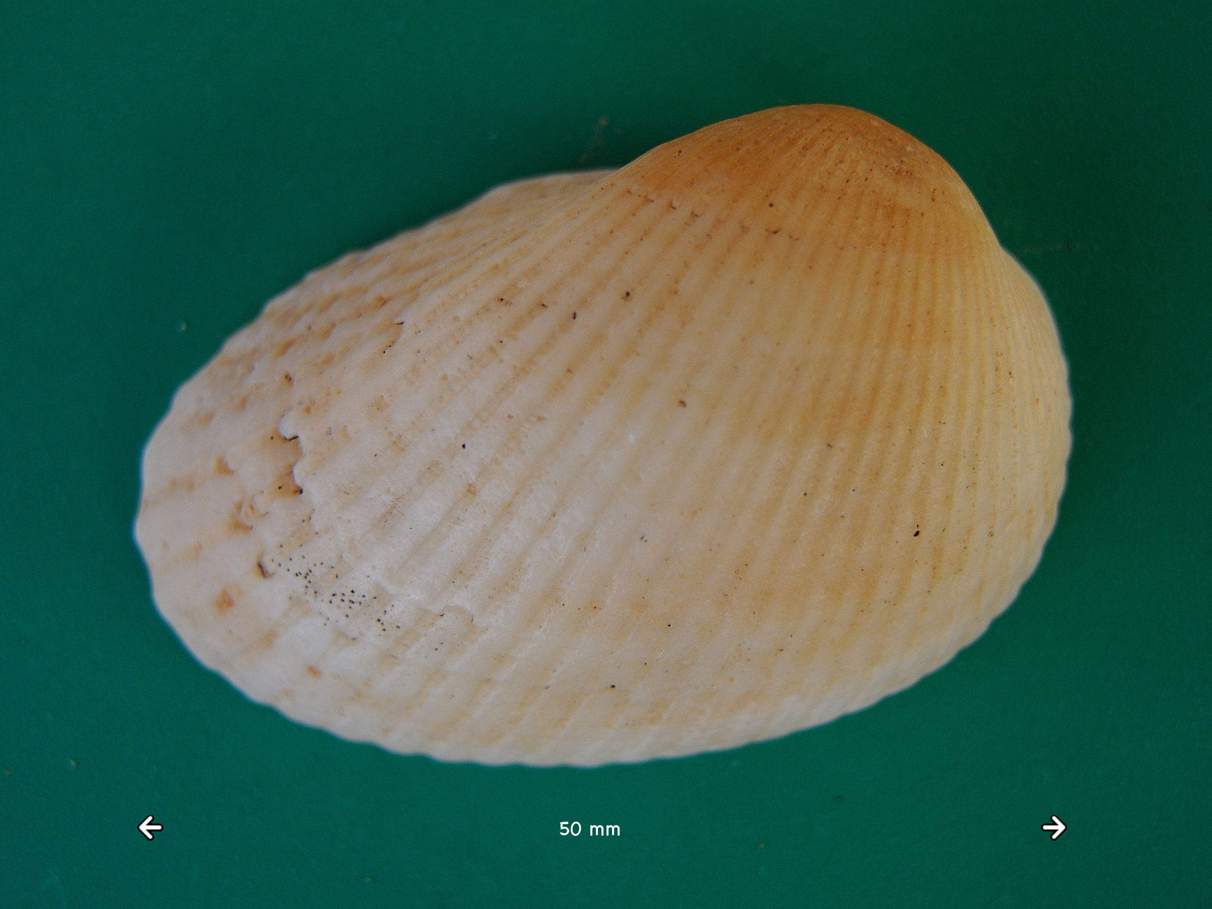 anadara_antiquata1md