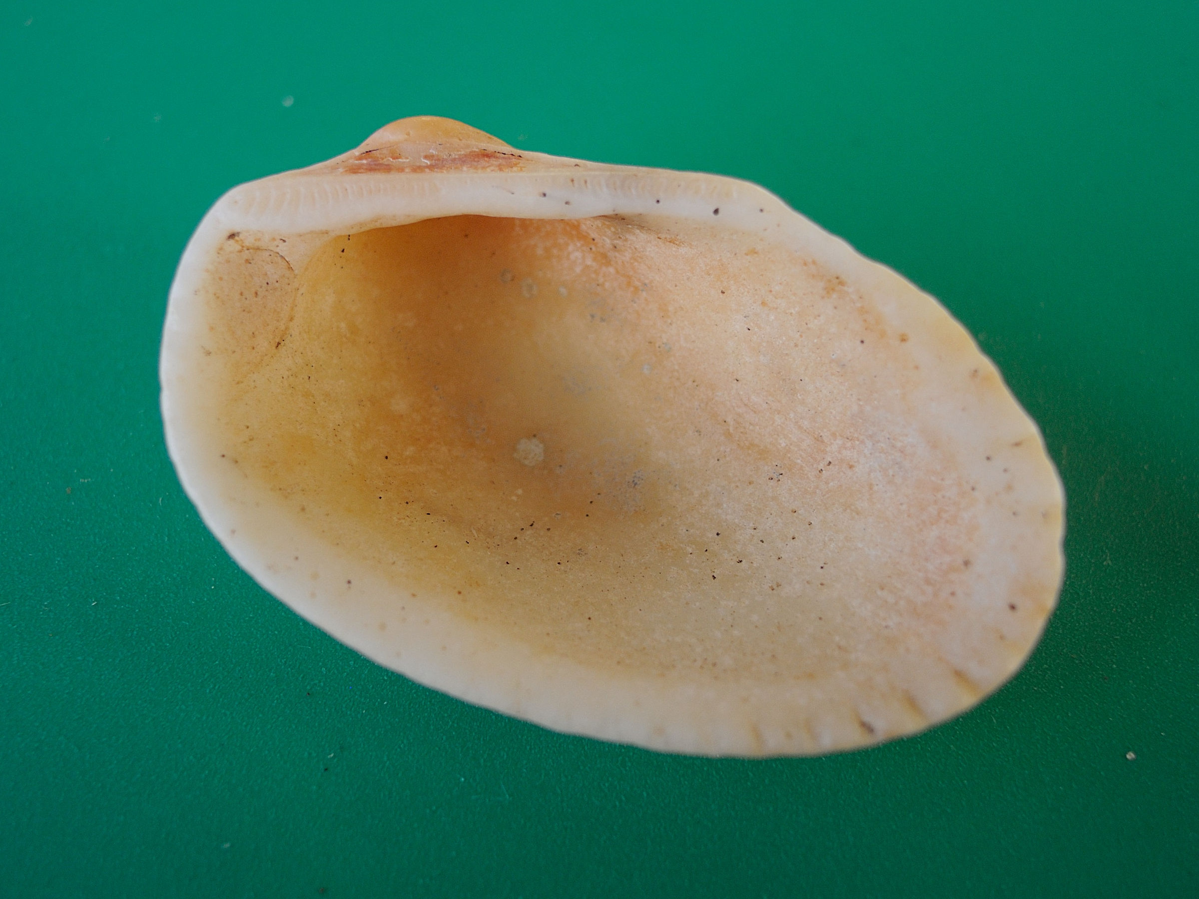 anadara_antiquata2md