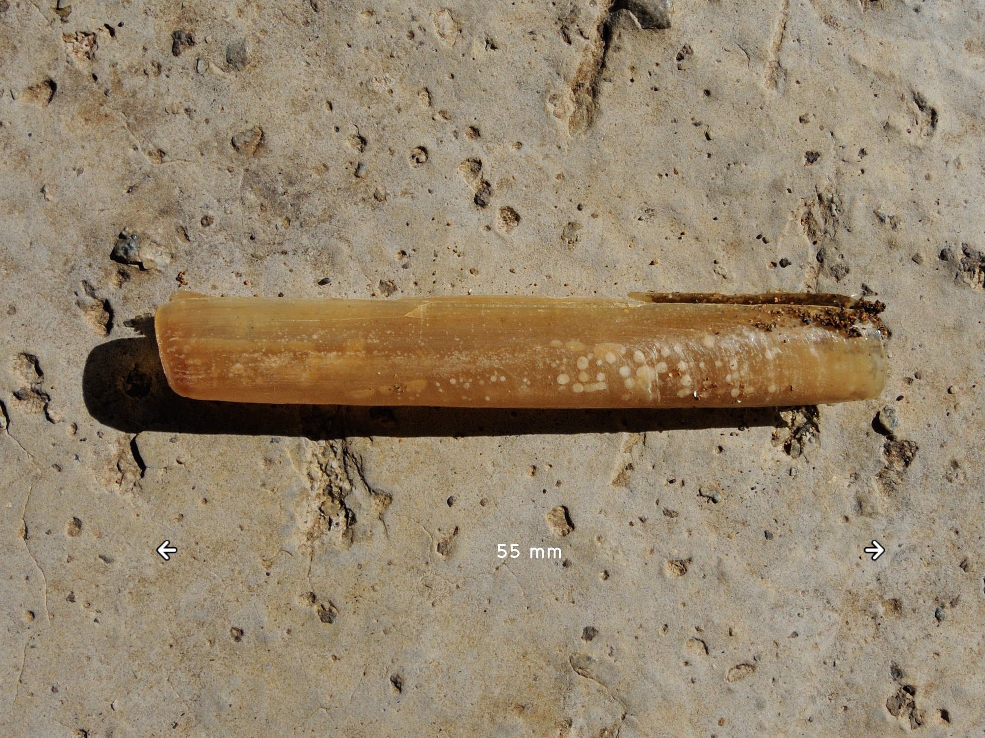 solen_cylindraceus1md