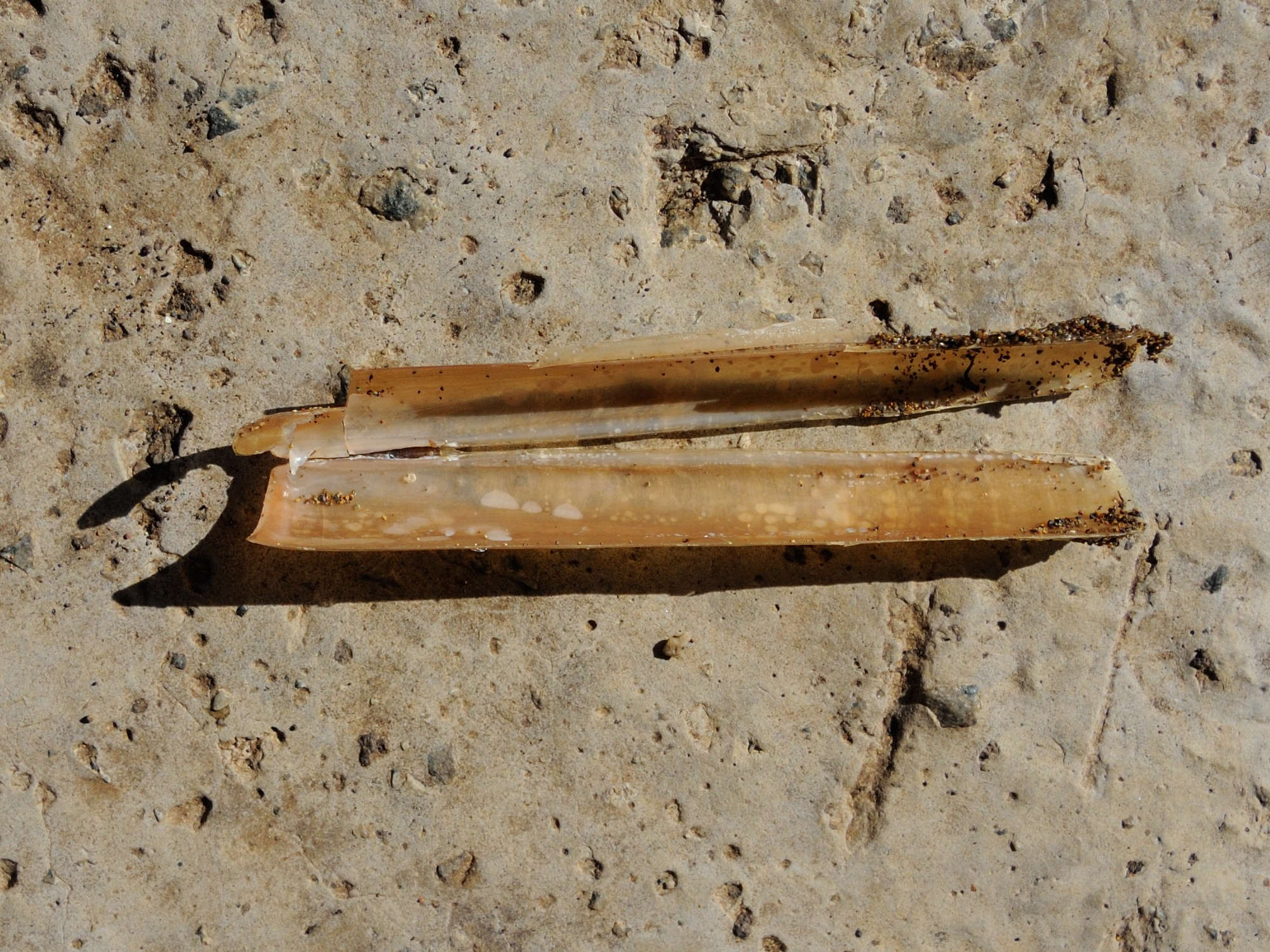 solen_cylindraceus2md