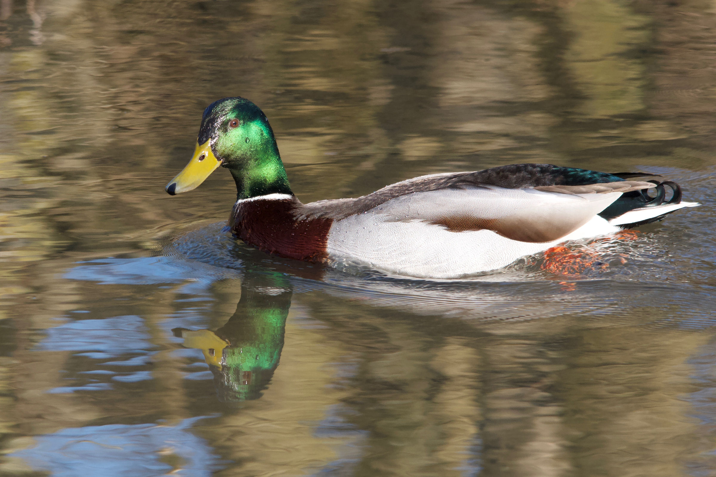 canard_colvert_-_anas_platyrhynchos9md