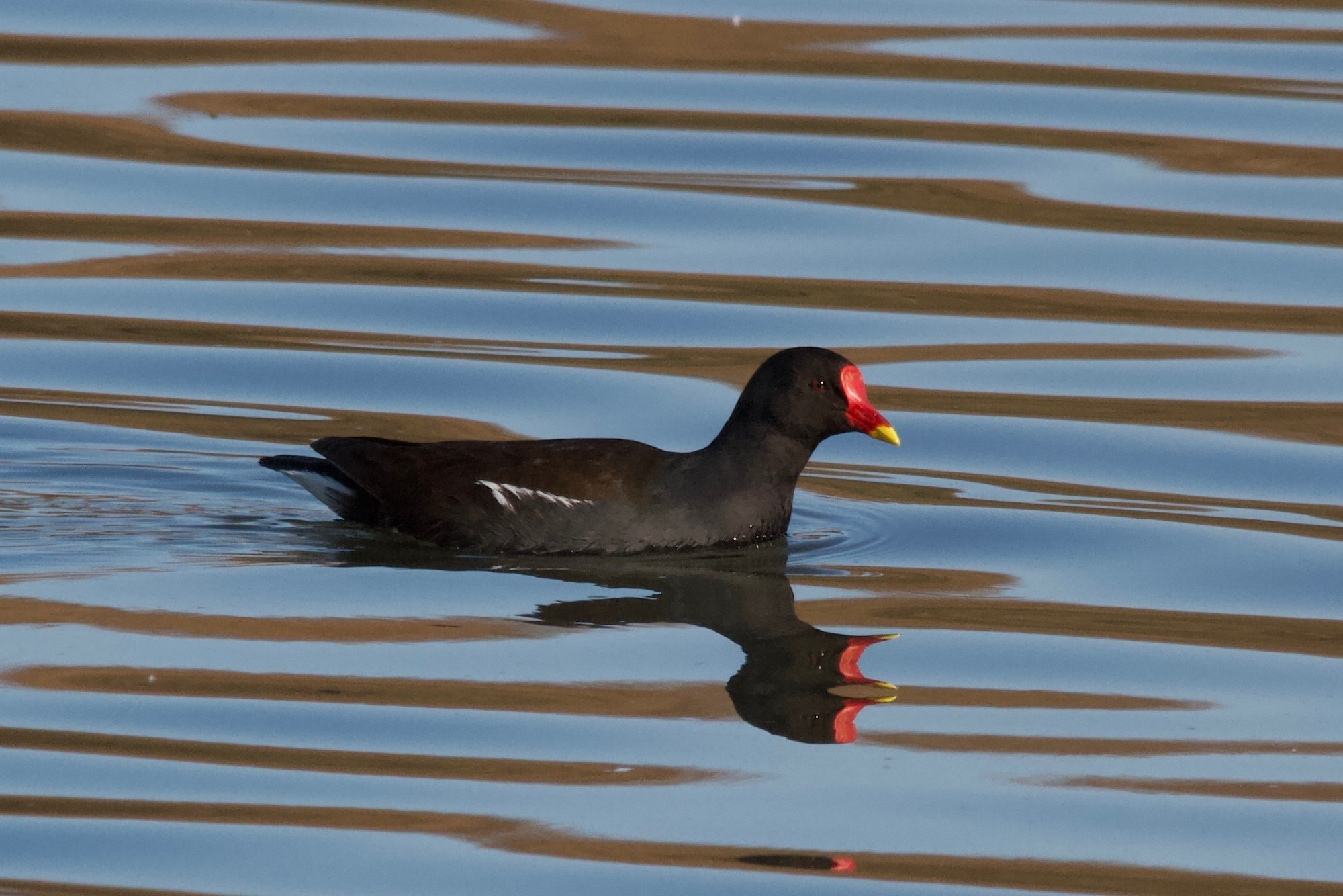 gallinule_poule-d-eau_-_gallinula_chloropus13md