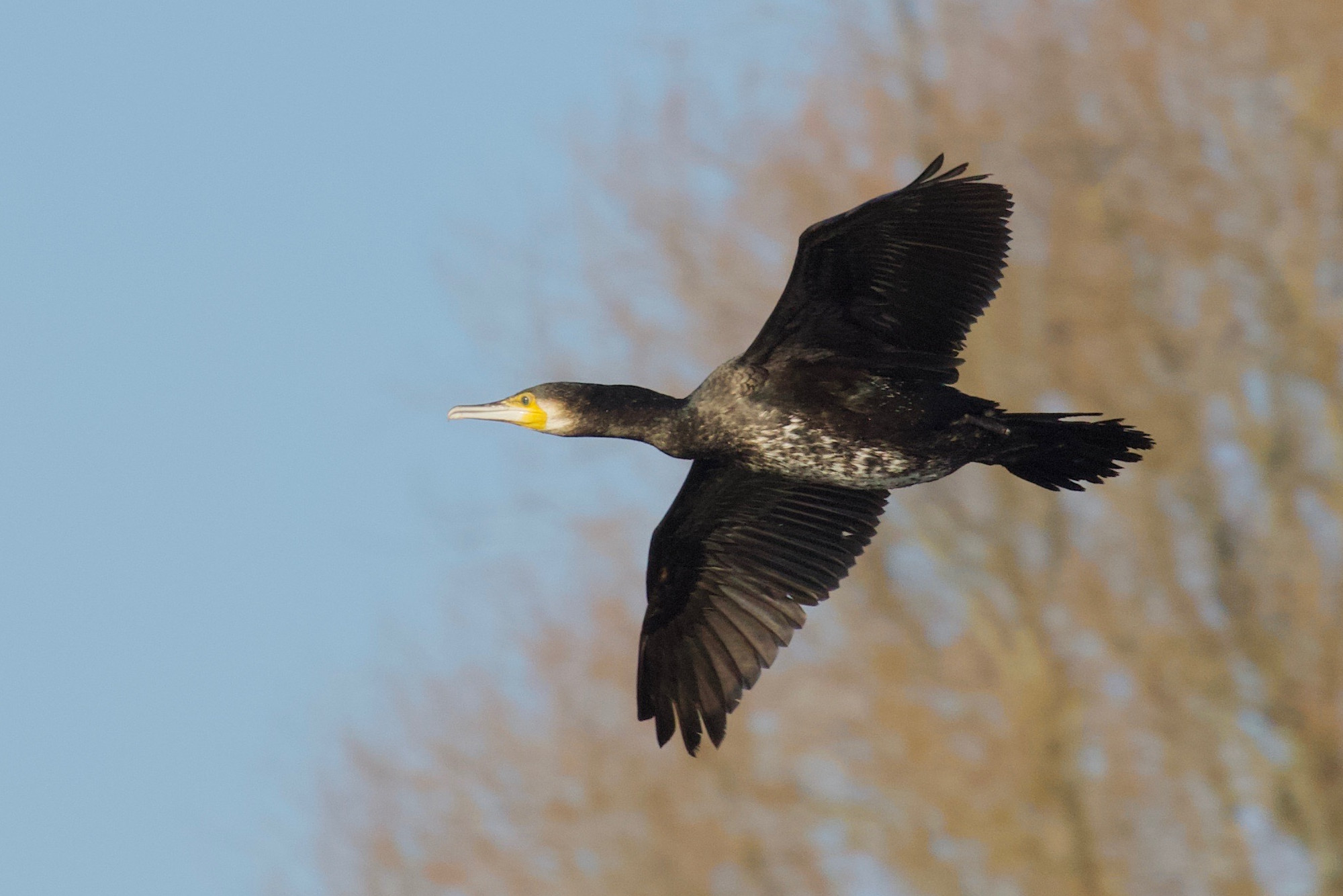 grand_cormoran_-_phalacrocorax_carbo14bd