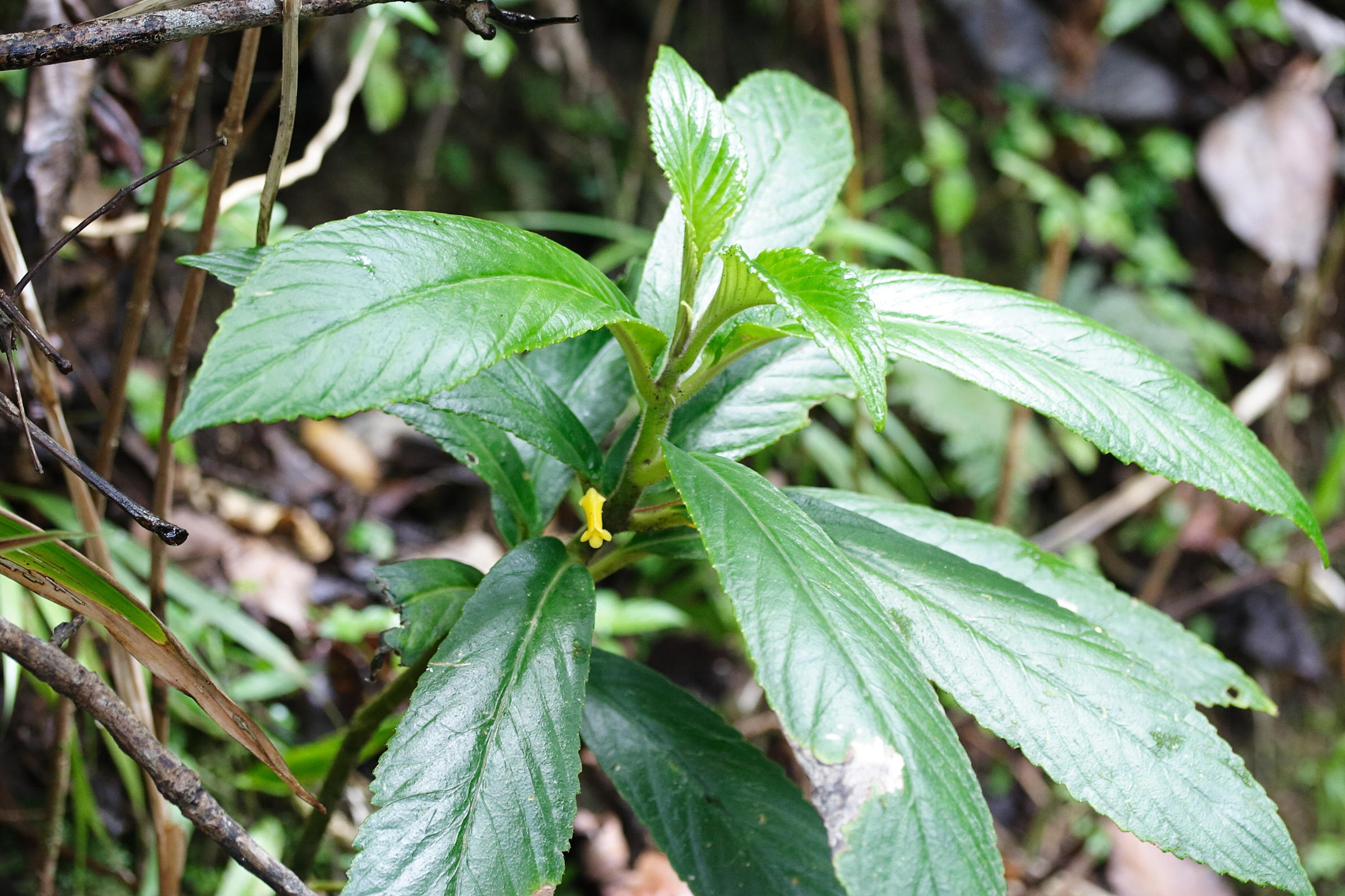 Afficher le média besleria_lanceolata1md besleria_lanceolata1md