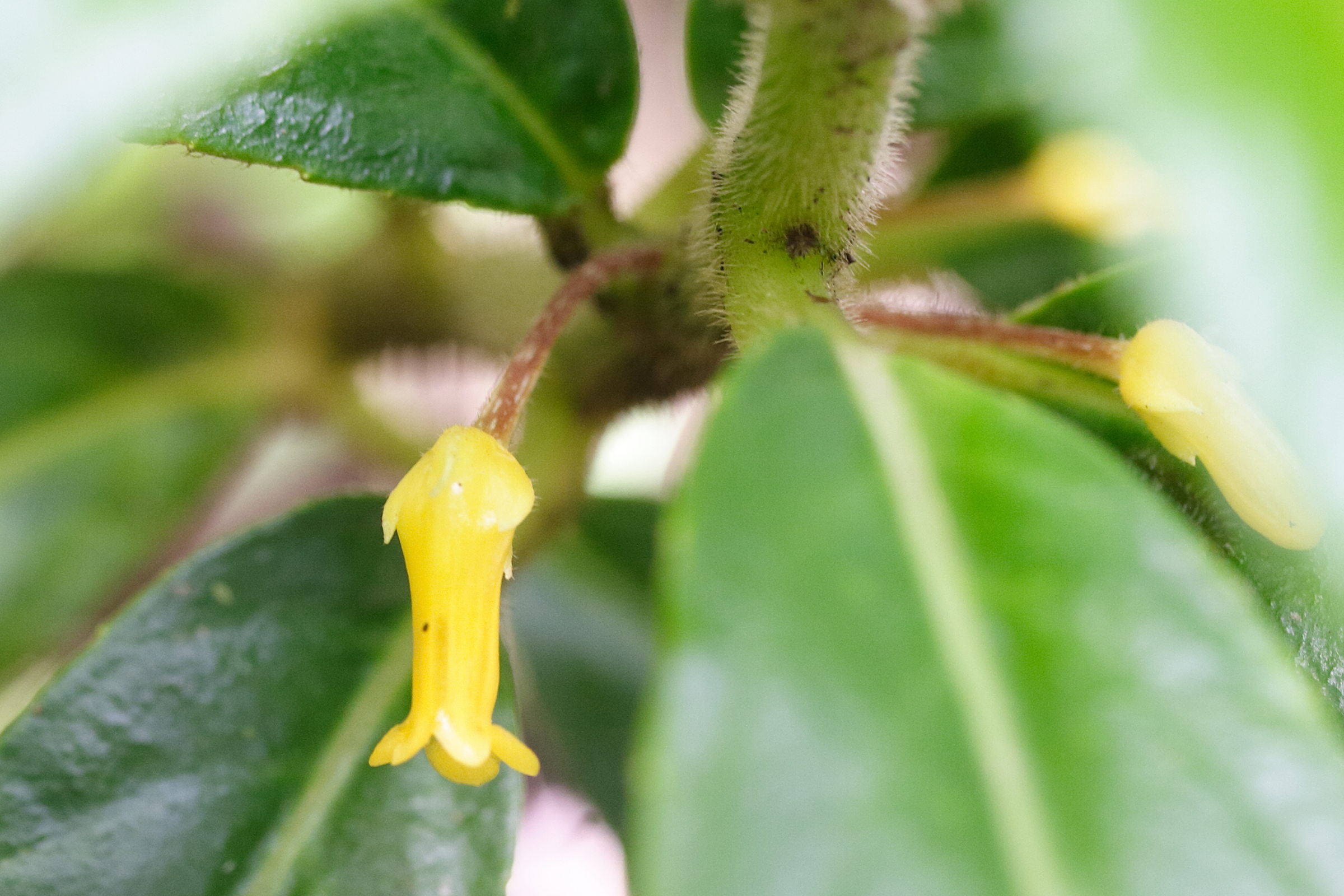 Afficher le média besleria_lanceolata2md besleria_lanceolata2md