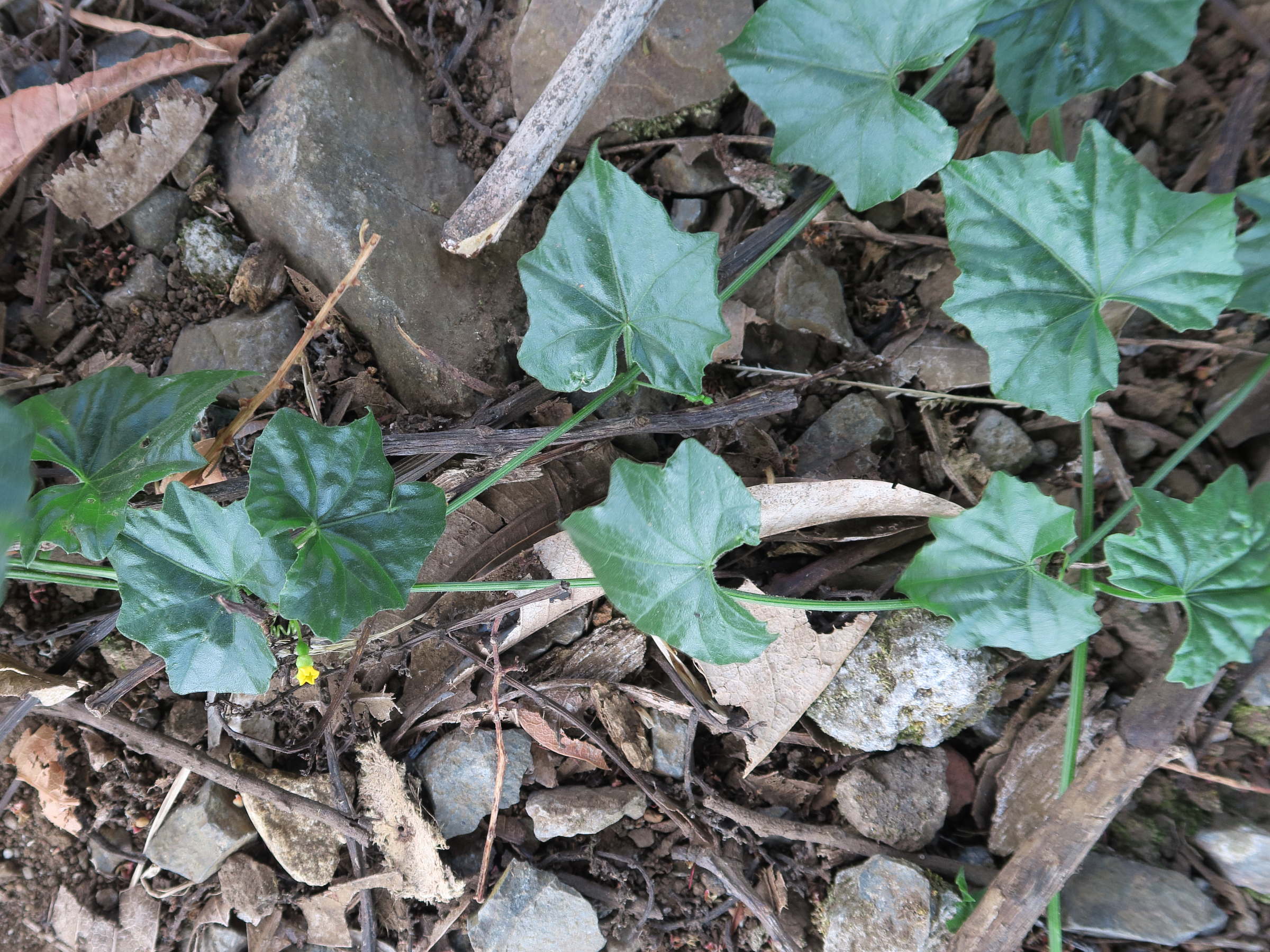 melothria_pendula1md