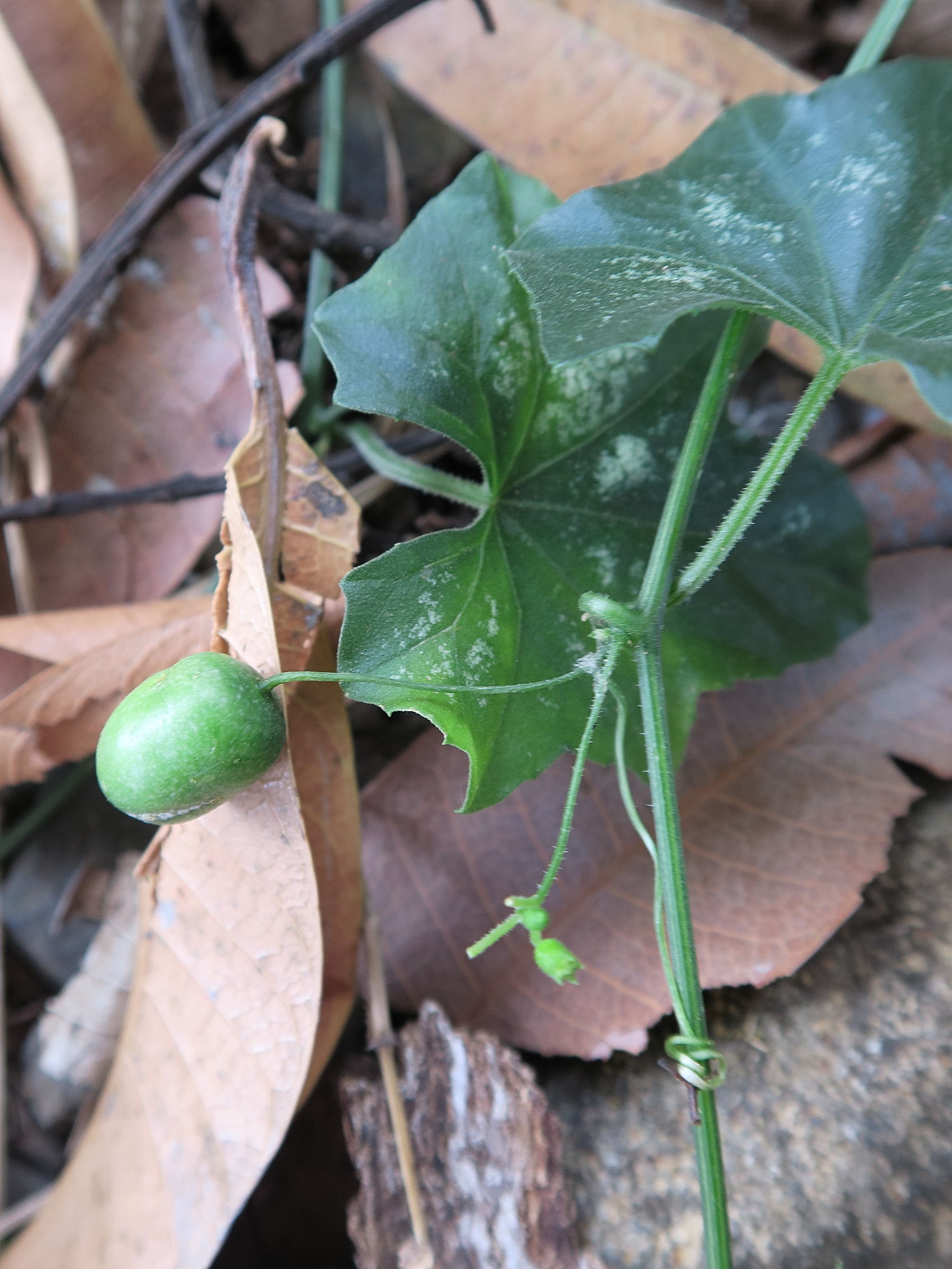 melothria_pendula2md