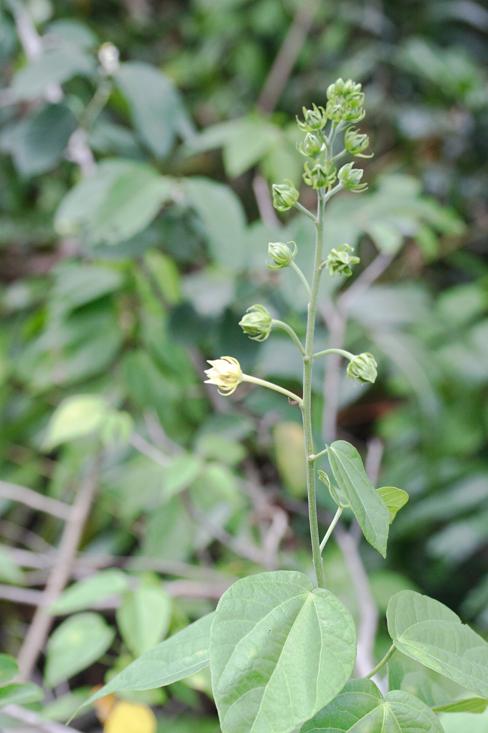 pavonia_paludicola1md