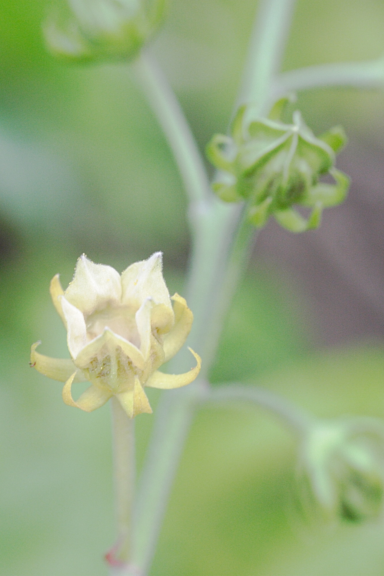 pavonia_paludicola2md