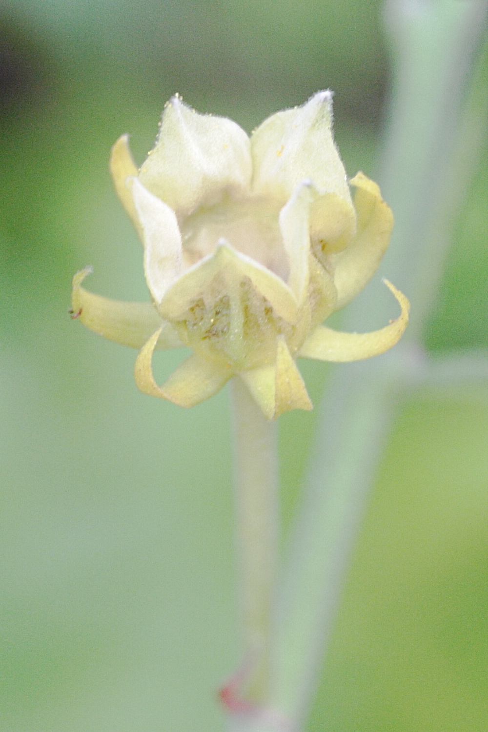 pavonia_paludicola3md