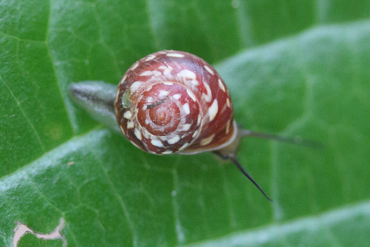 Afficher le média helicina_fasciata1md helicina_fasciata1md