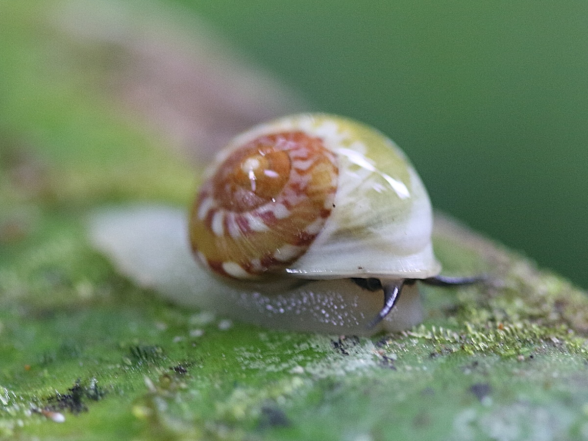 Afficher le média helicina_fasciata2md helicina_fasciata2md