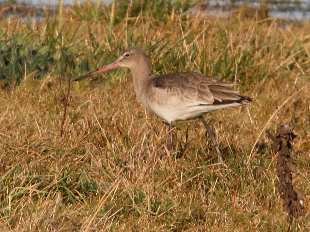 barge_a_queue_noire_-_limosa_limosa5md