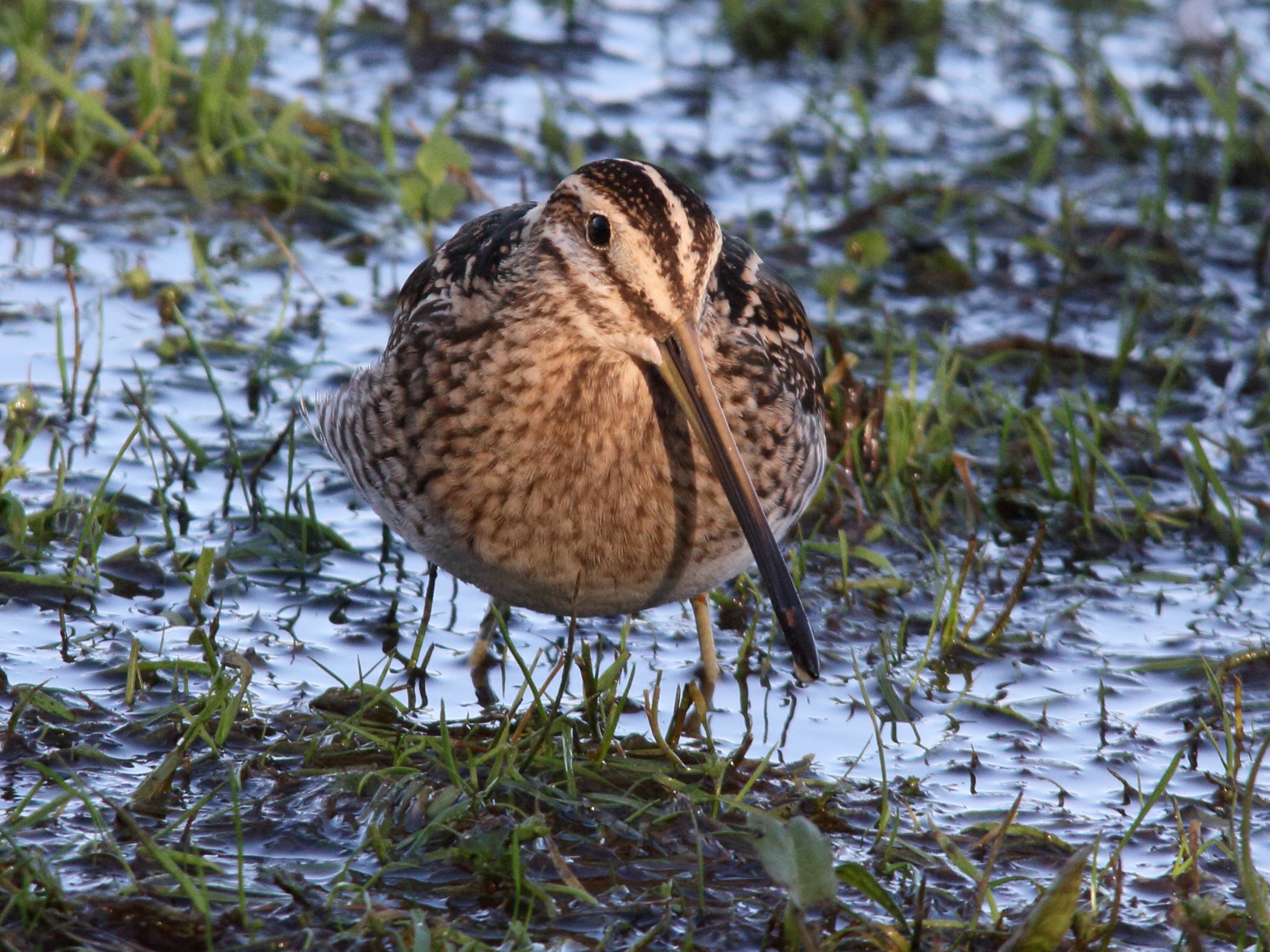 Afficher le média becassine_des_marais_-_gallinago_gallinago7md becassine_des_marais_-_gallinago_gallinago7md