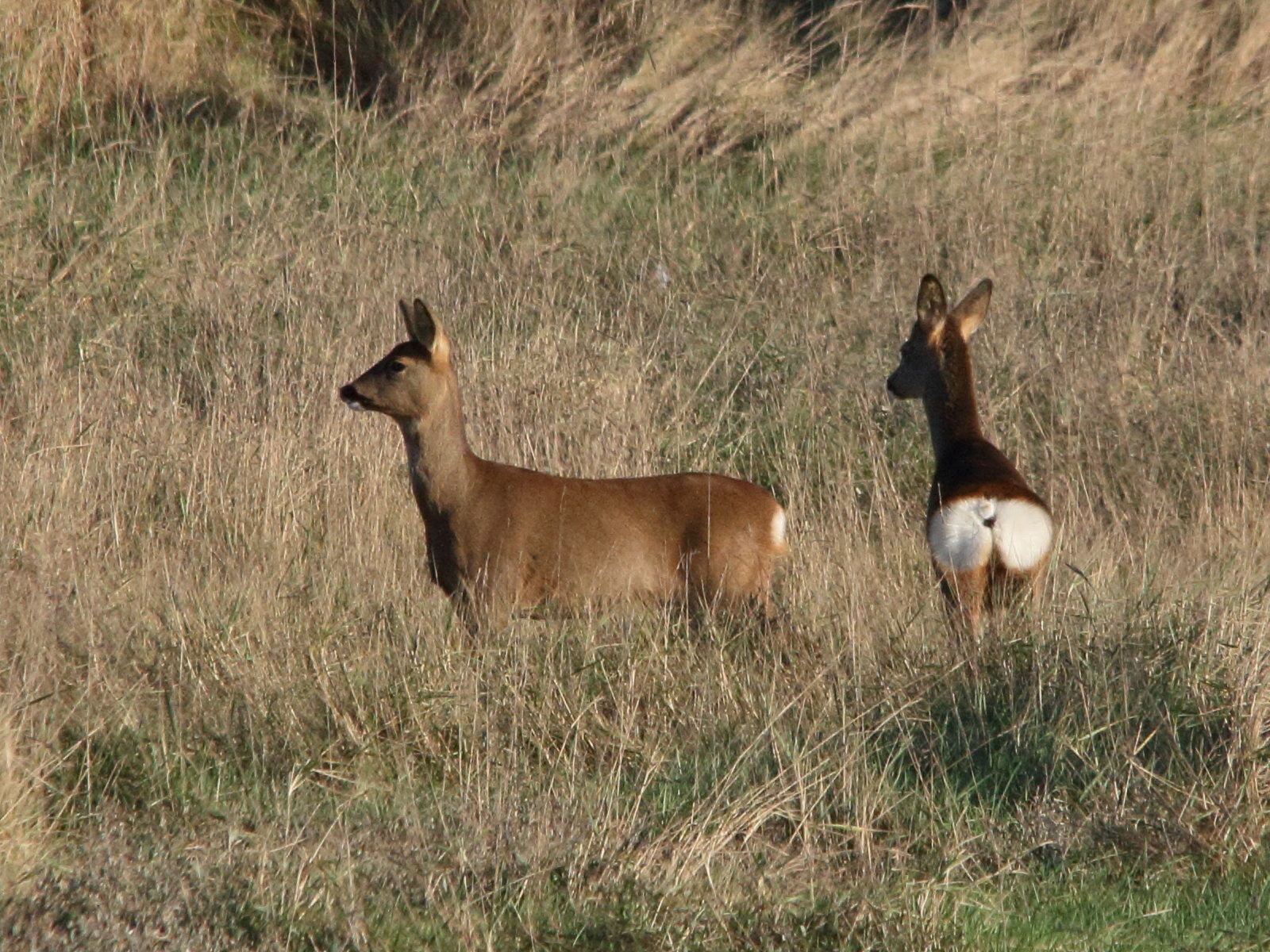 capreolus_capreolus9md