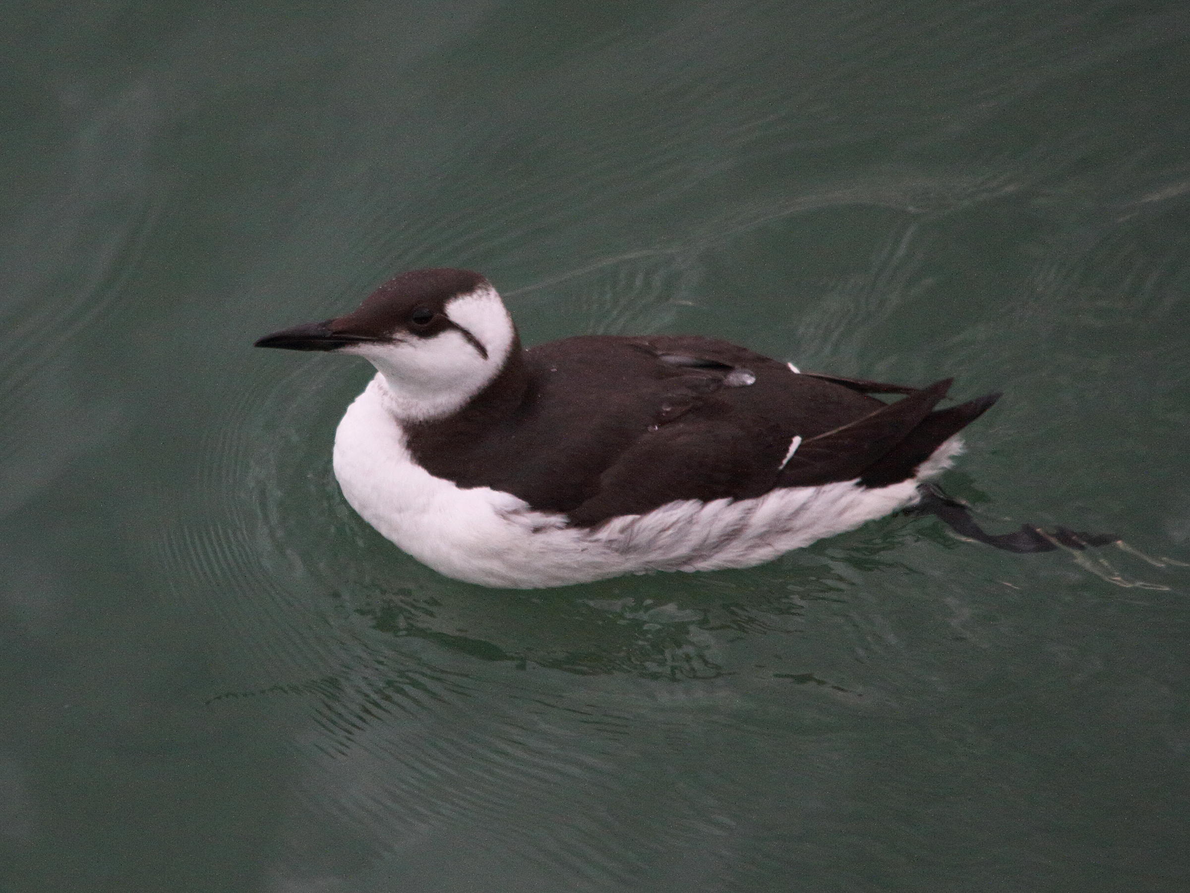 guillemot_de_troil_-_uria_aalge8md
