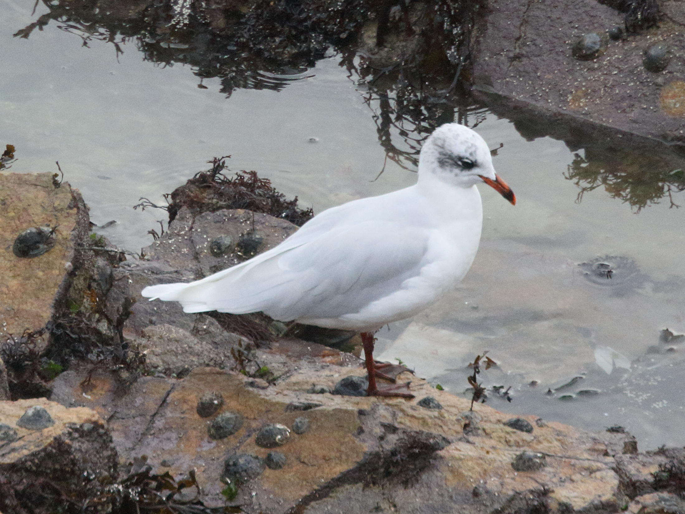 Afficher le média mouette_melanocephale_-_ichtiaetus_melanocephalus9md mouette_melanocephale_-_ichtiaetus_melanocephalus9md