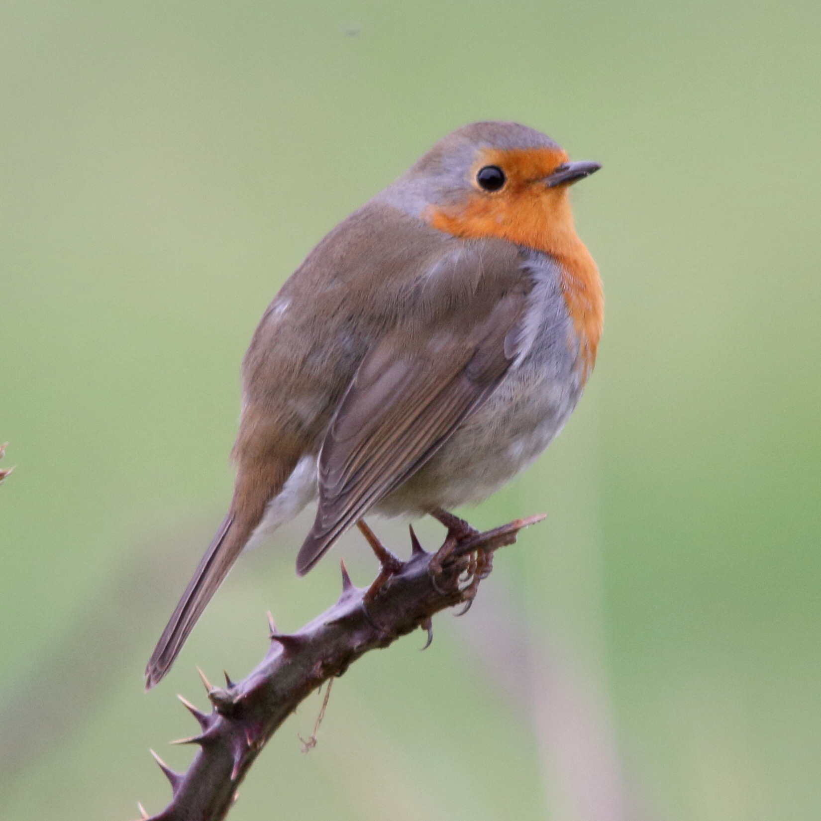rougegorge_familier_-_erithacus_rubecula8md