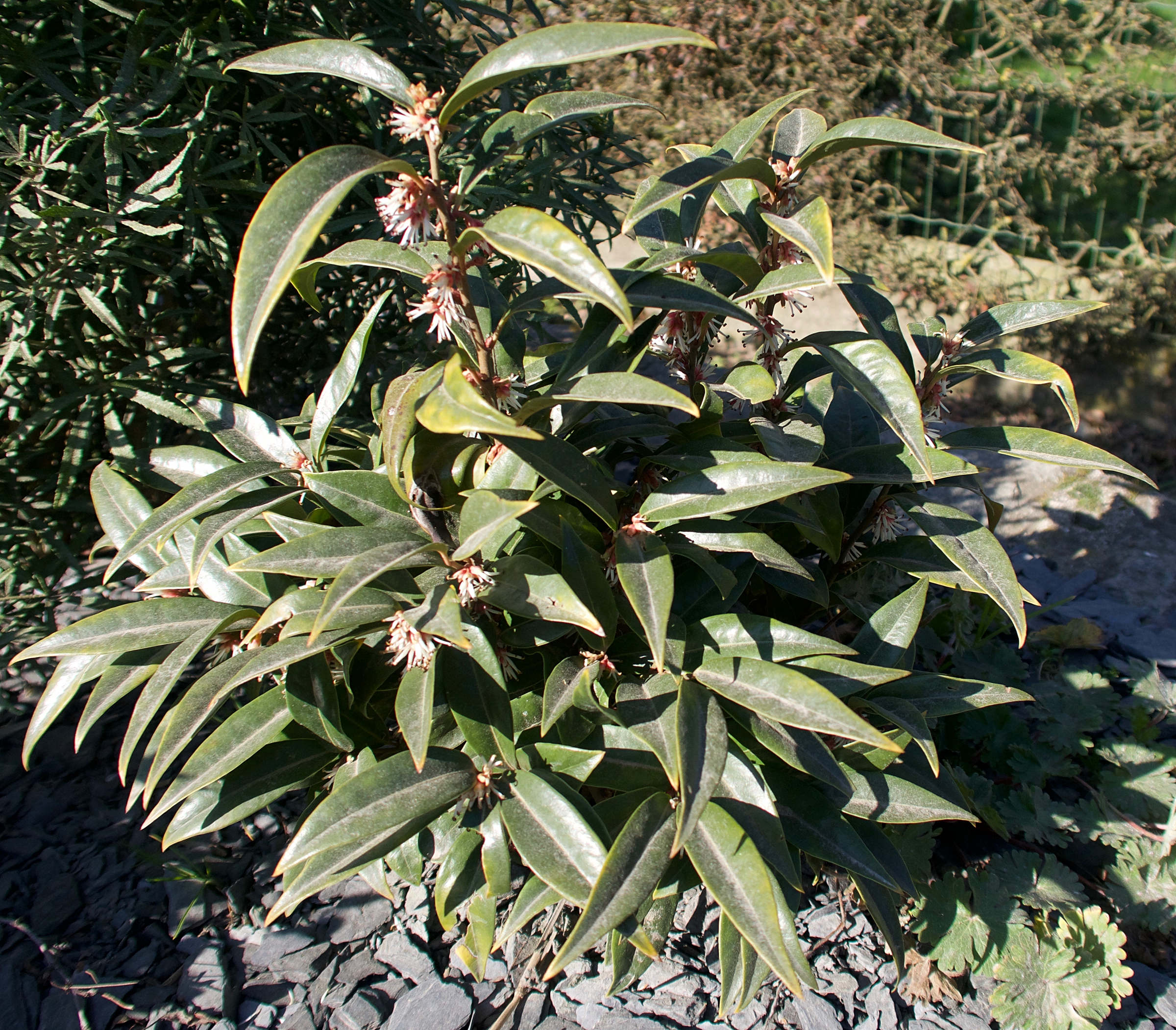 Afficher le média sarcococca_hookeriana_digyna1md sarcococca_hookeriana_digyna1md