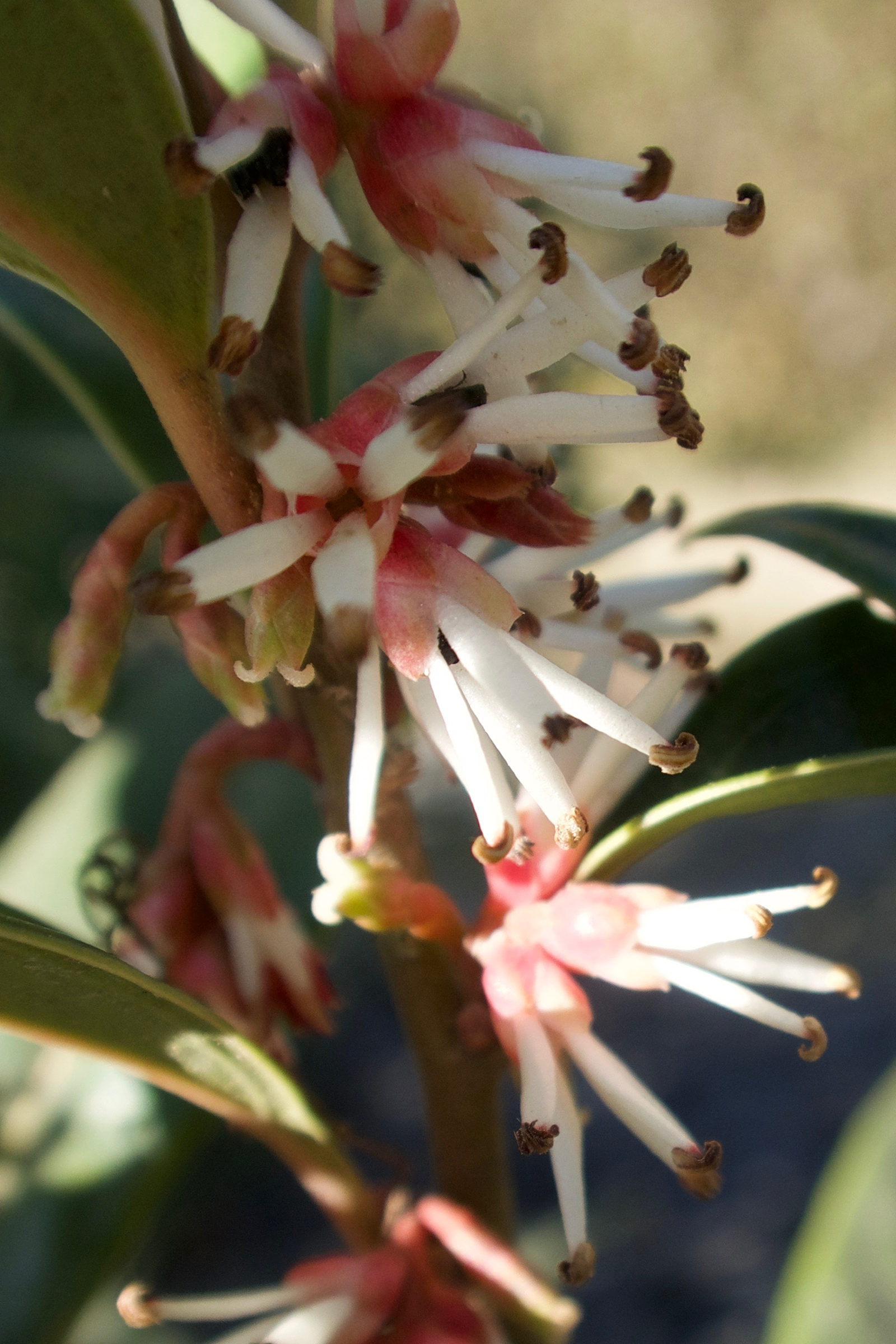 Afficher le média sarcococca_hookeriana_digyna2md sarcococca_hookeriana_digyna2md