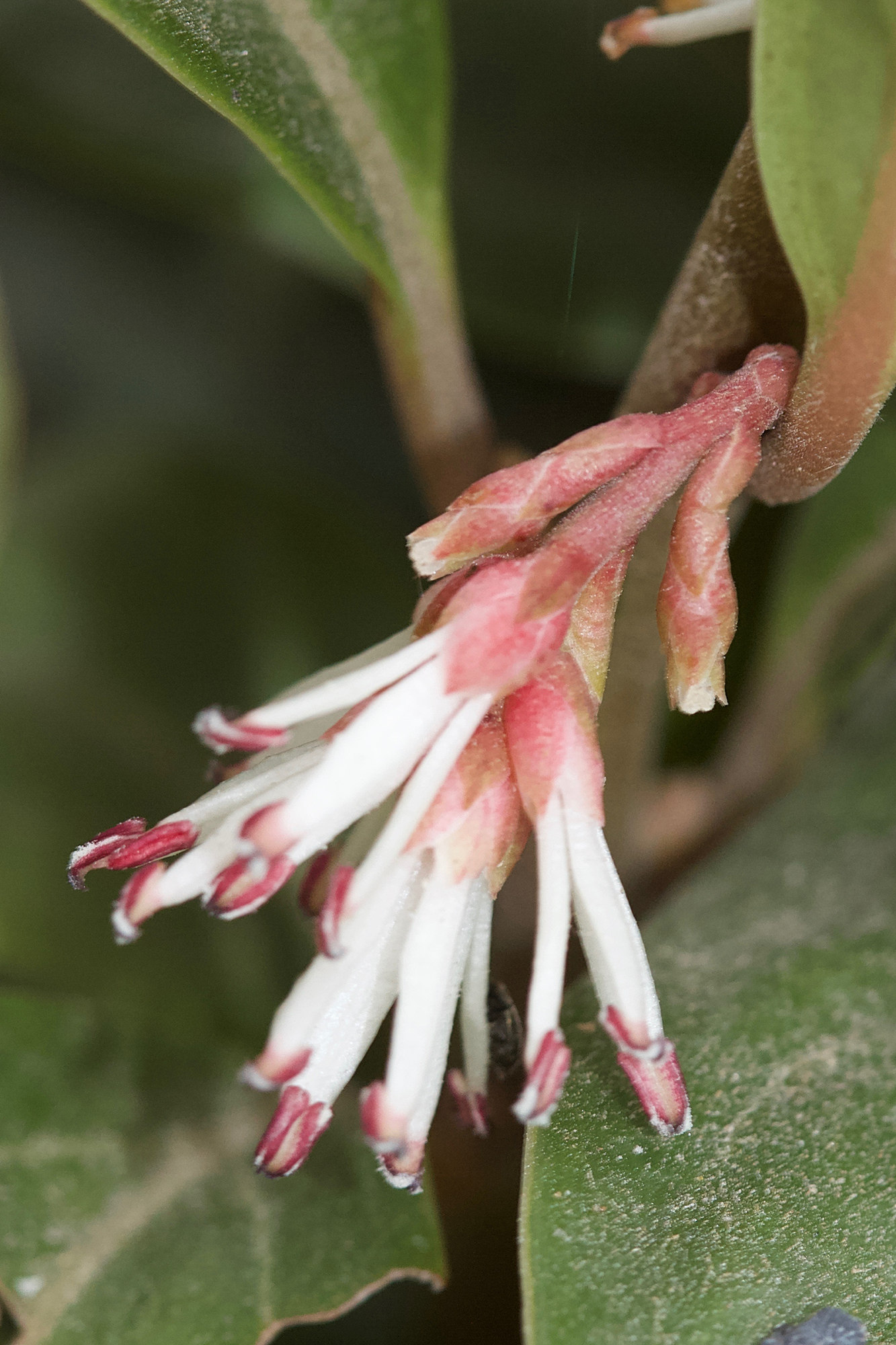 Afficher le média sarcococca_hookeriana_digyna3md sarcococca_hookeriana_digyna3md