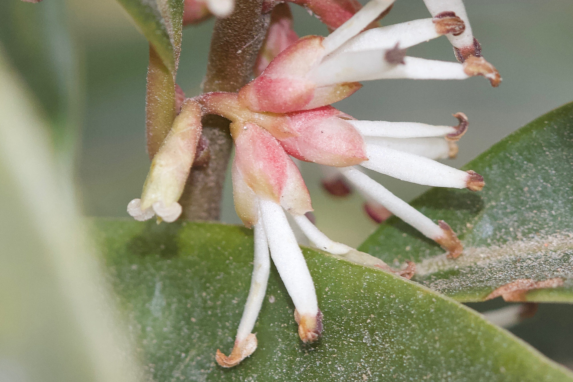 Afficher le média sarcococca_hookeriana_digyna4md sarcococca_hookeriana_digyna4md