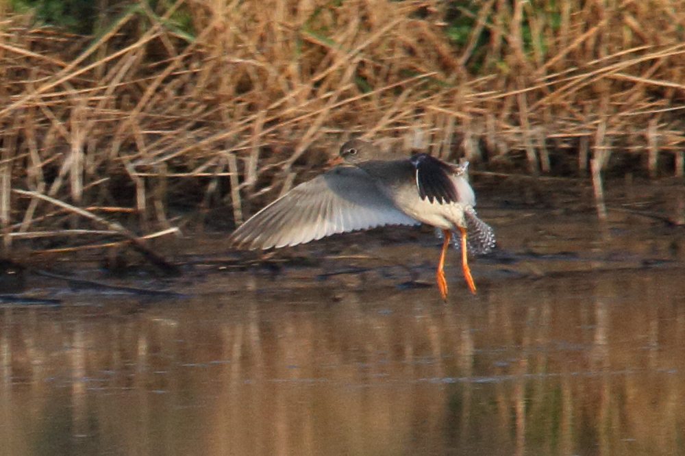 chevalier_gambette_-_tringa_totanus6md