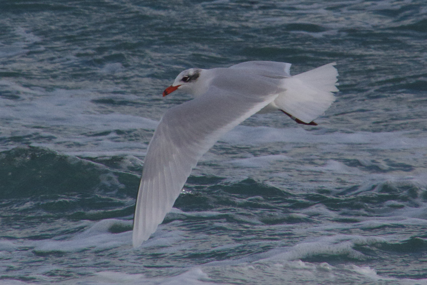 Afficher le média mouette_melanocephale_-_ichthyaeus_melanocephalus10md mouette_melanocephale_-_ichthyaeus_melanocephalus10md