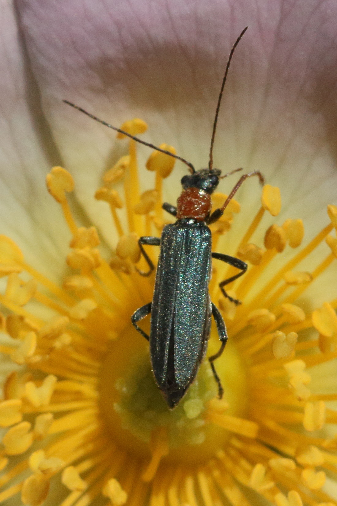 oedemera_croceicollis1md