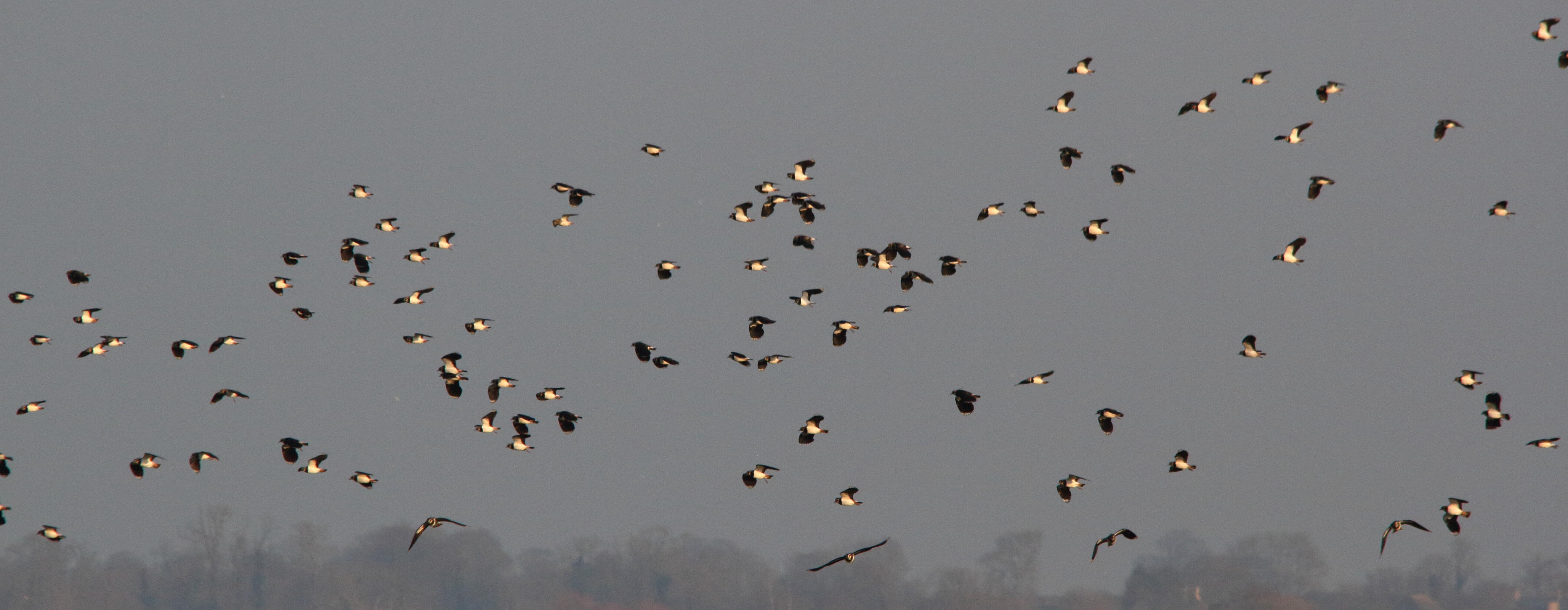 vanneau_huppe_-_vanellus_vanellus6md