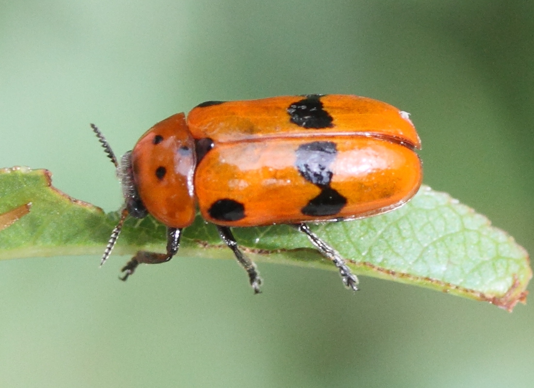 clytra_novempunctata1md