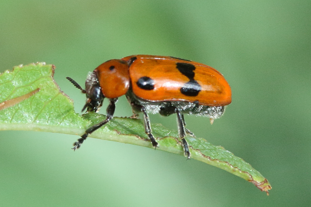 clytra_novempunctata2md