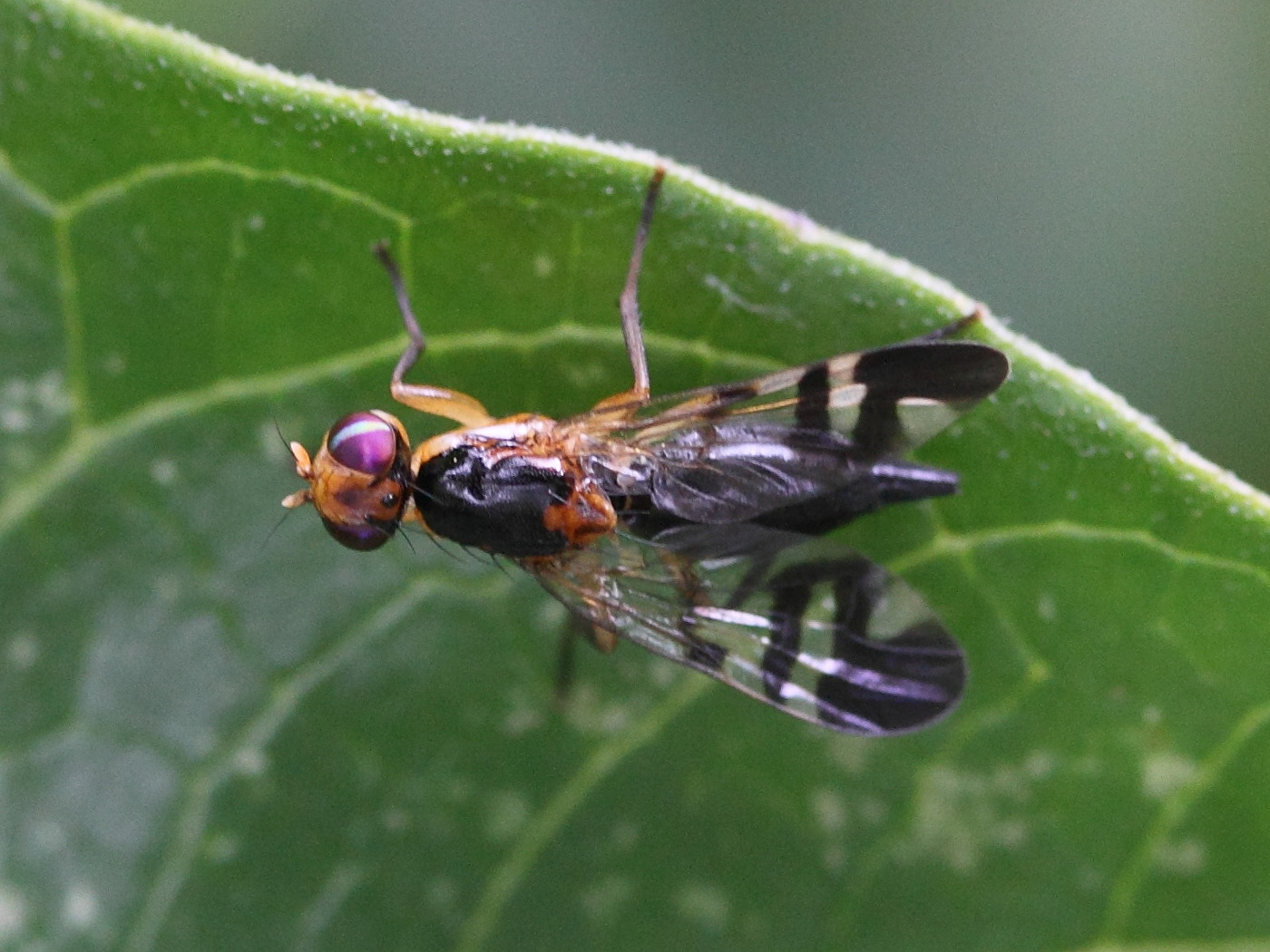 euphranta_connexa1md