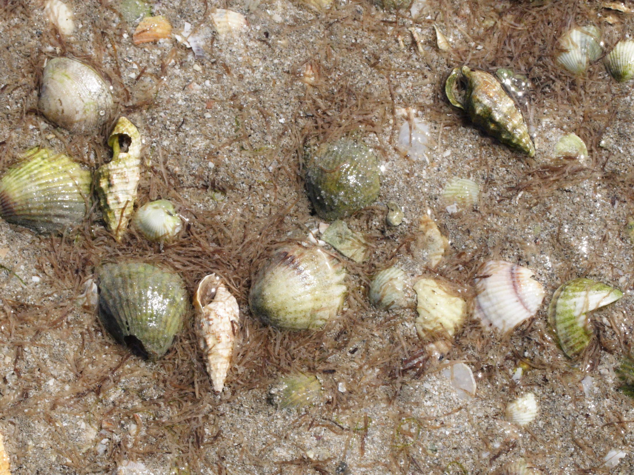 cerithium_vulgatum1md