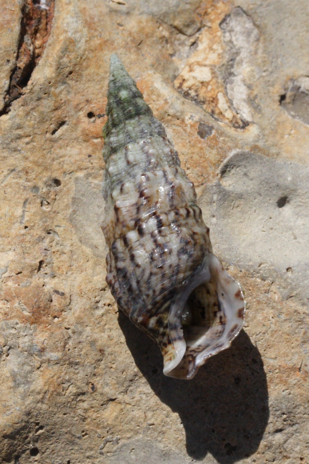cerithium_vulgatum2md