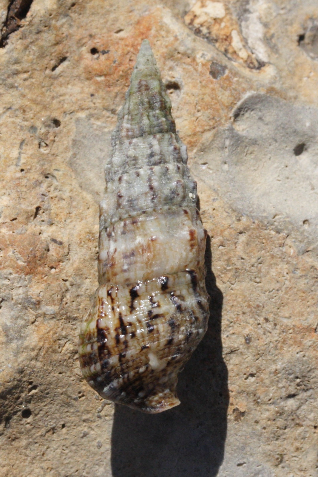 cerithium_vulgatum3md