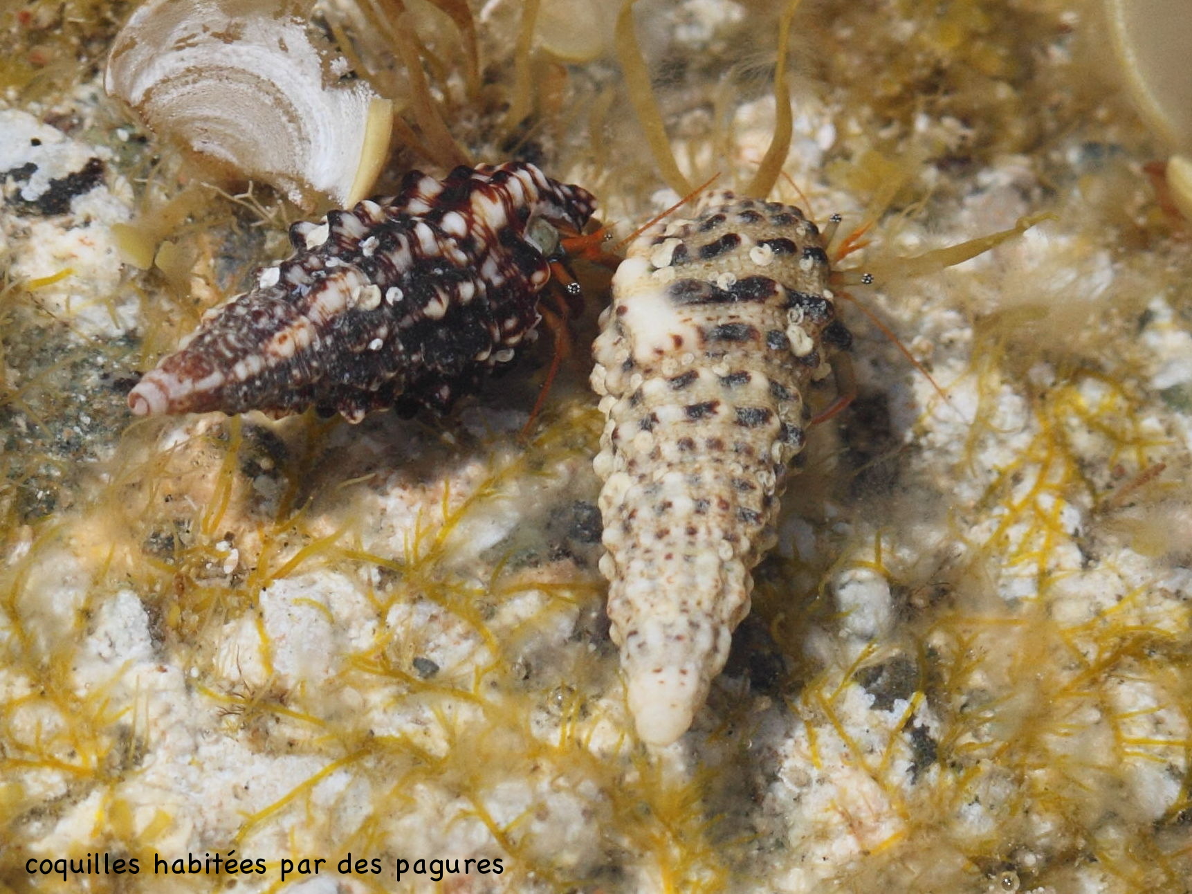 cerithium_vulgatum4bd