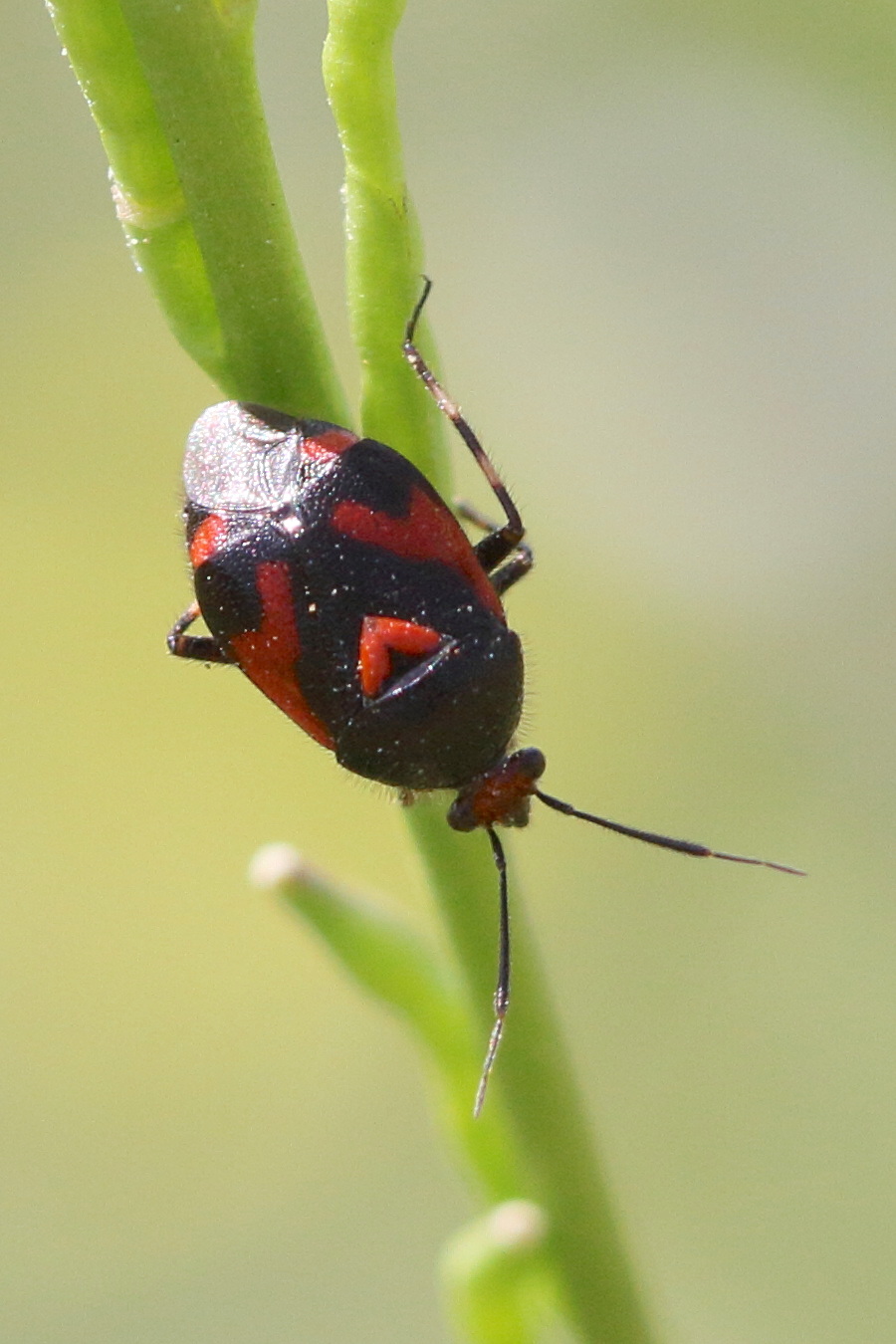 deraecoris_schach2bd