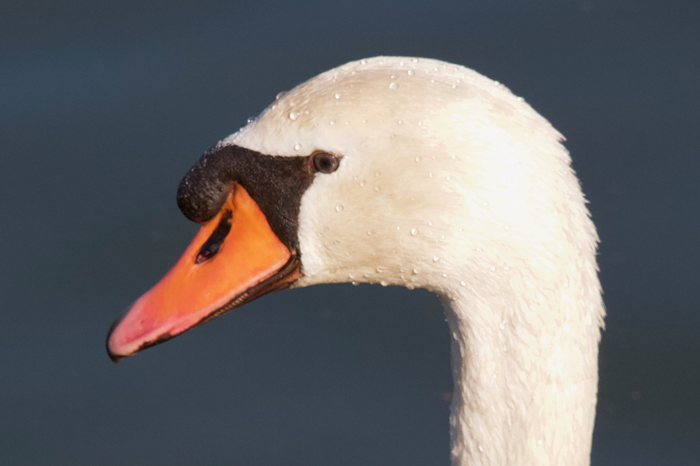 cygne_tubercule_-_cygnus_olor12md