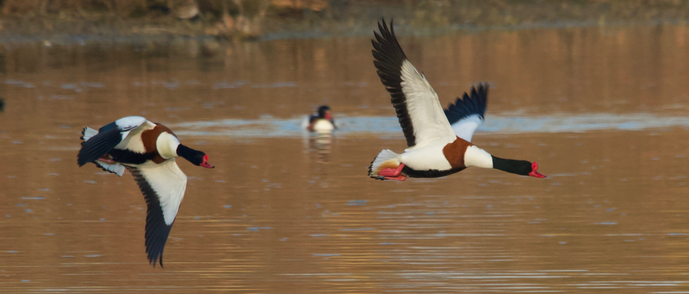 tadorne_de_belon_-_tadorna_tadorna8md