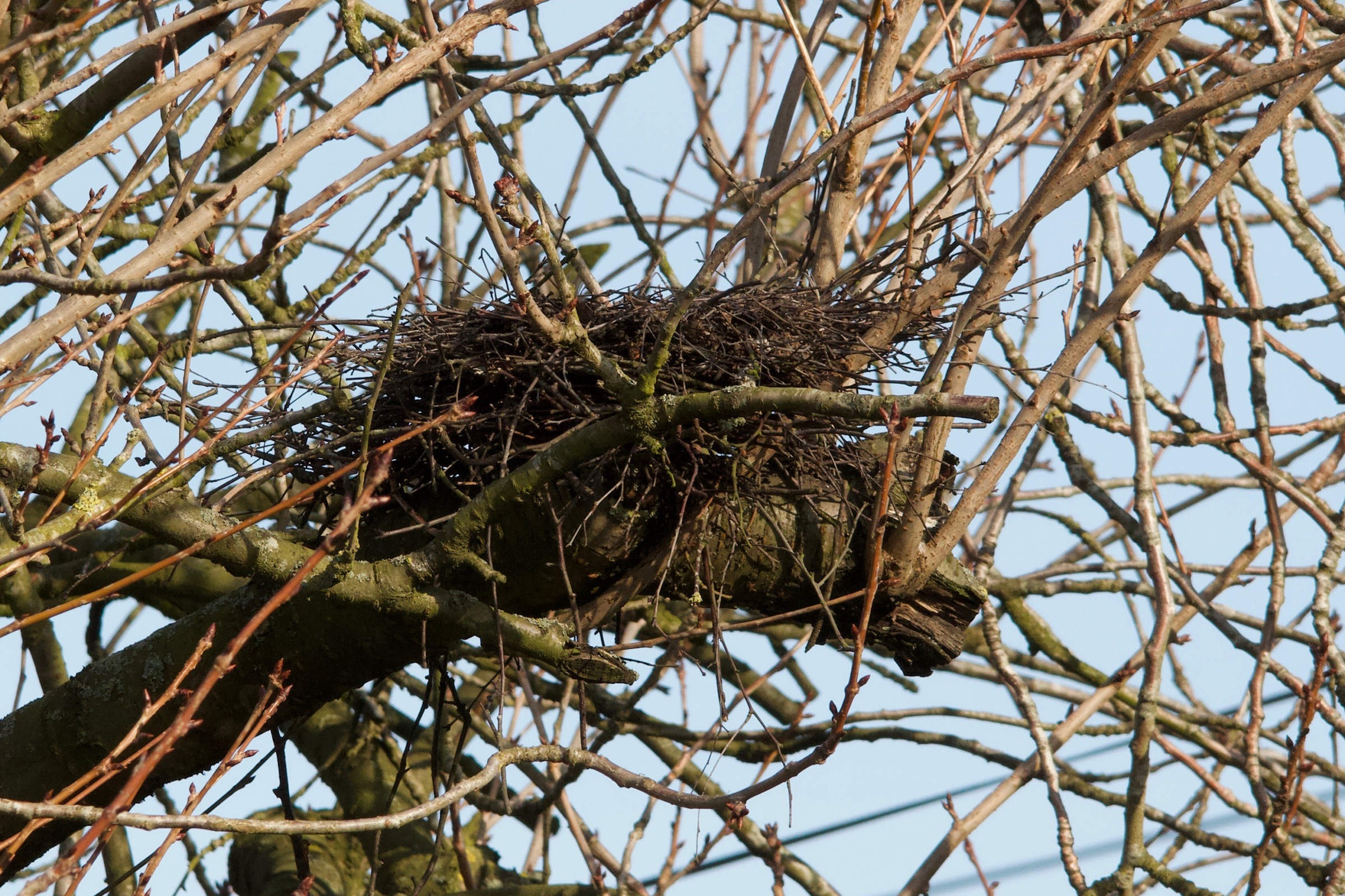 tourterelle_turque_-_streptopelia_decaocto7md