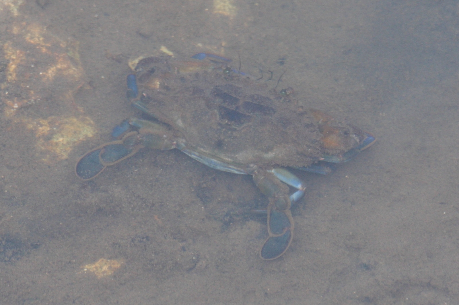 callinectes_sapidus2sd