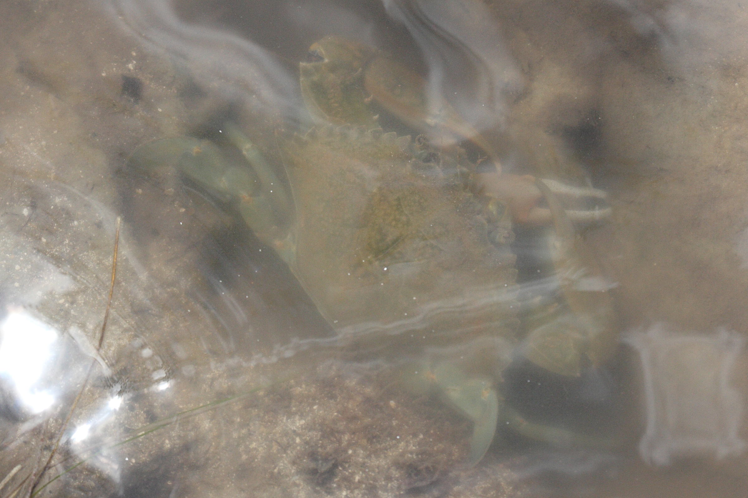 callinectes_sapidus3bd