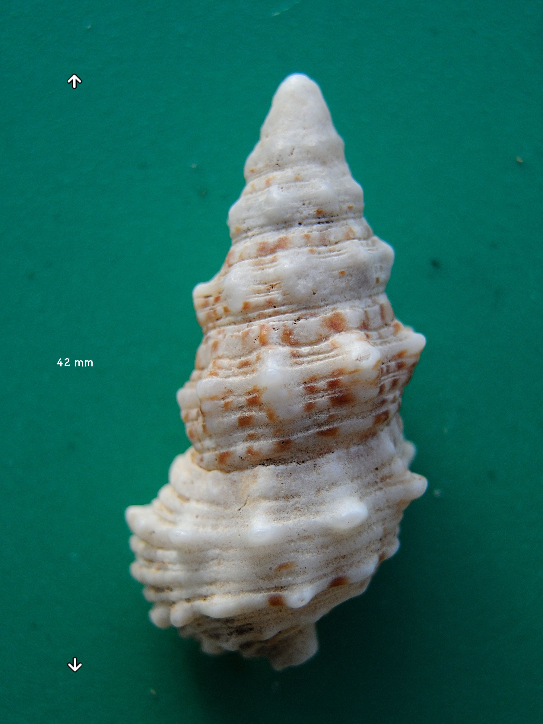 cerithium_echinatum1md