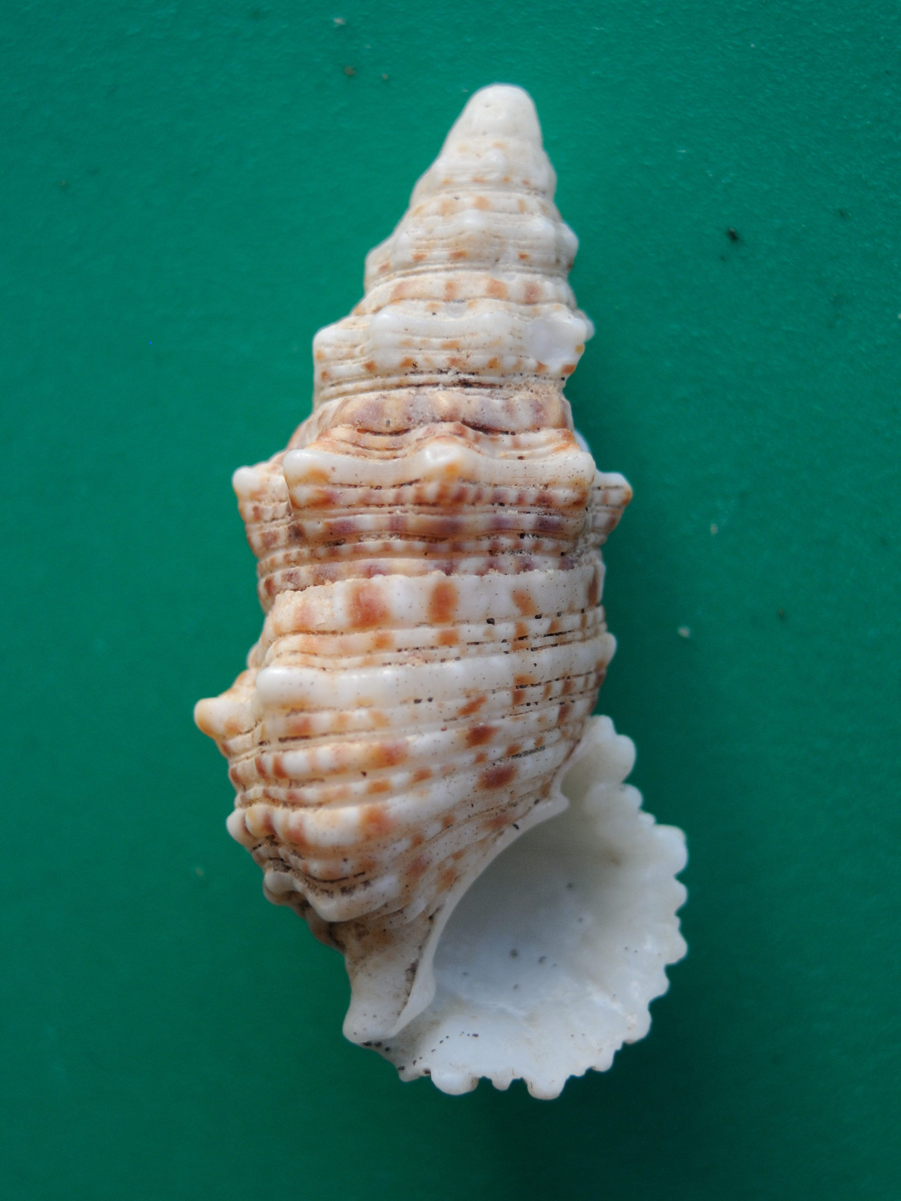 cerithium_echinatum2md