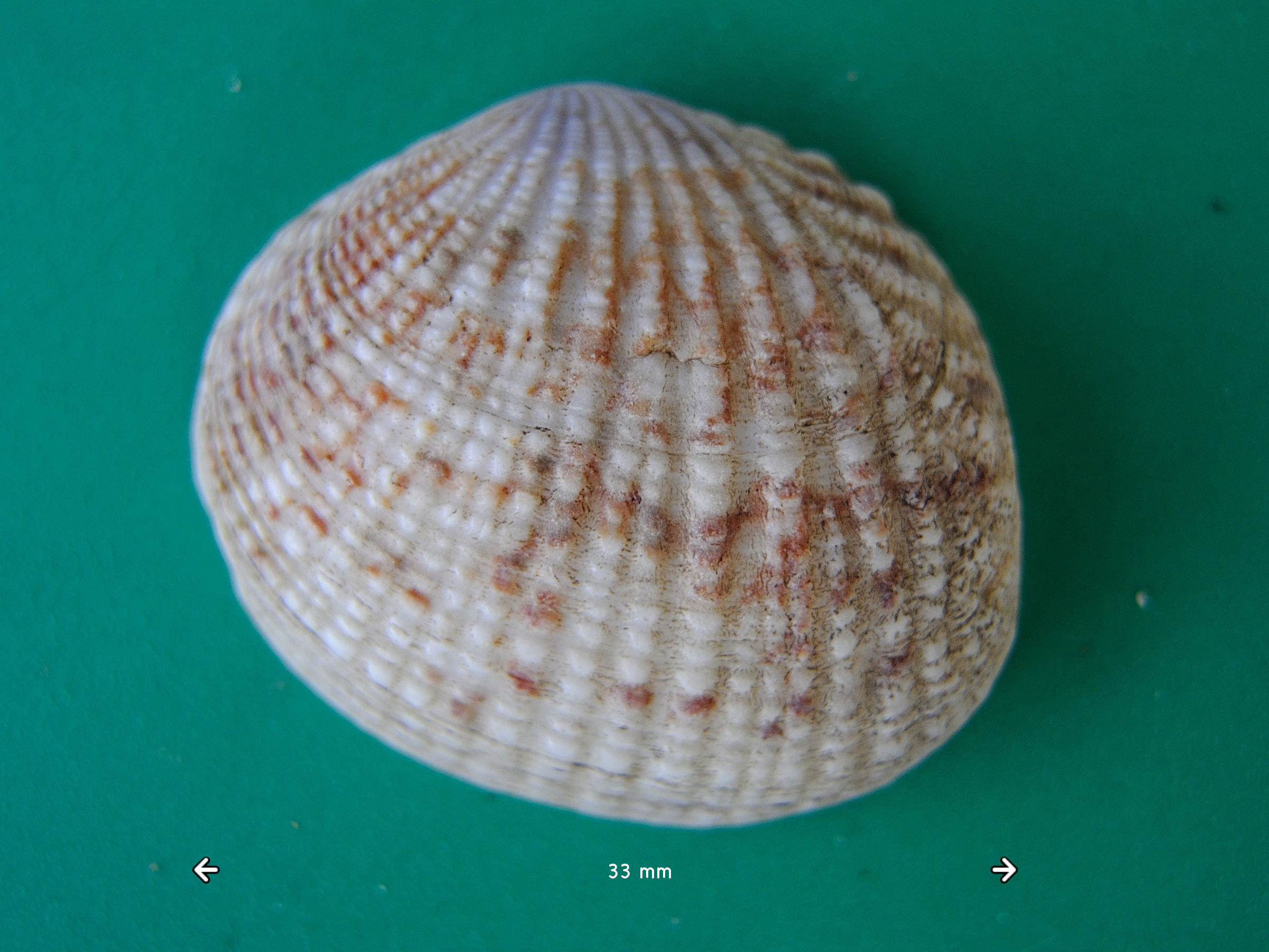 gafrarium_pectinatum1md