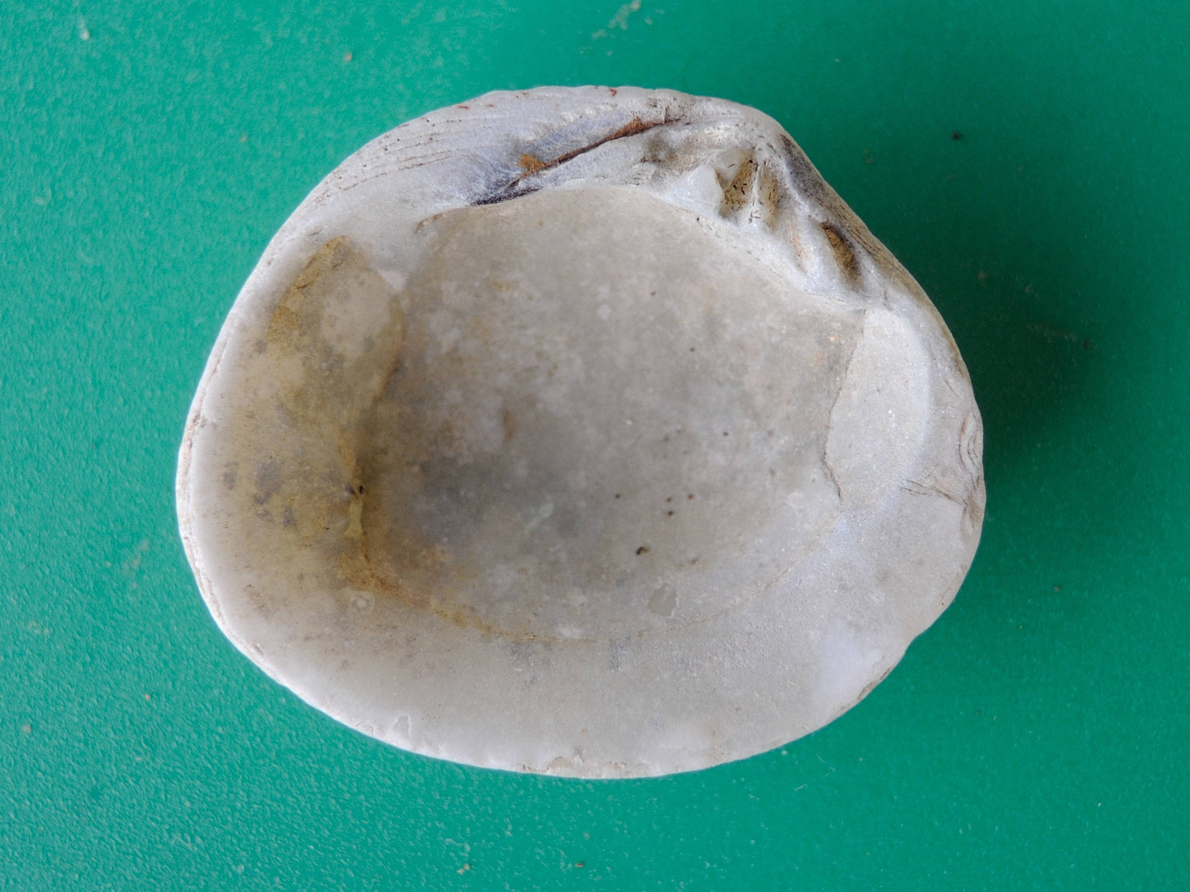 gafrarium_pectinatum2md